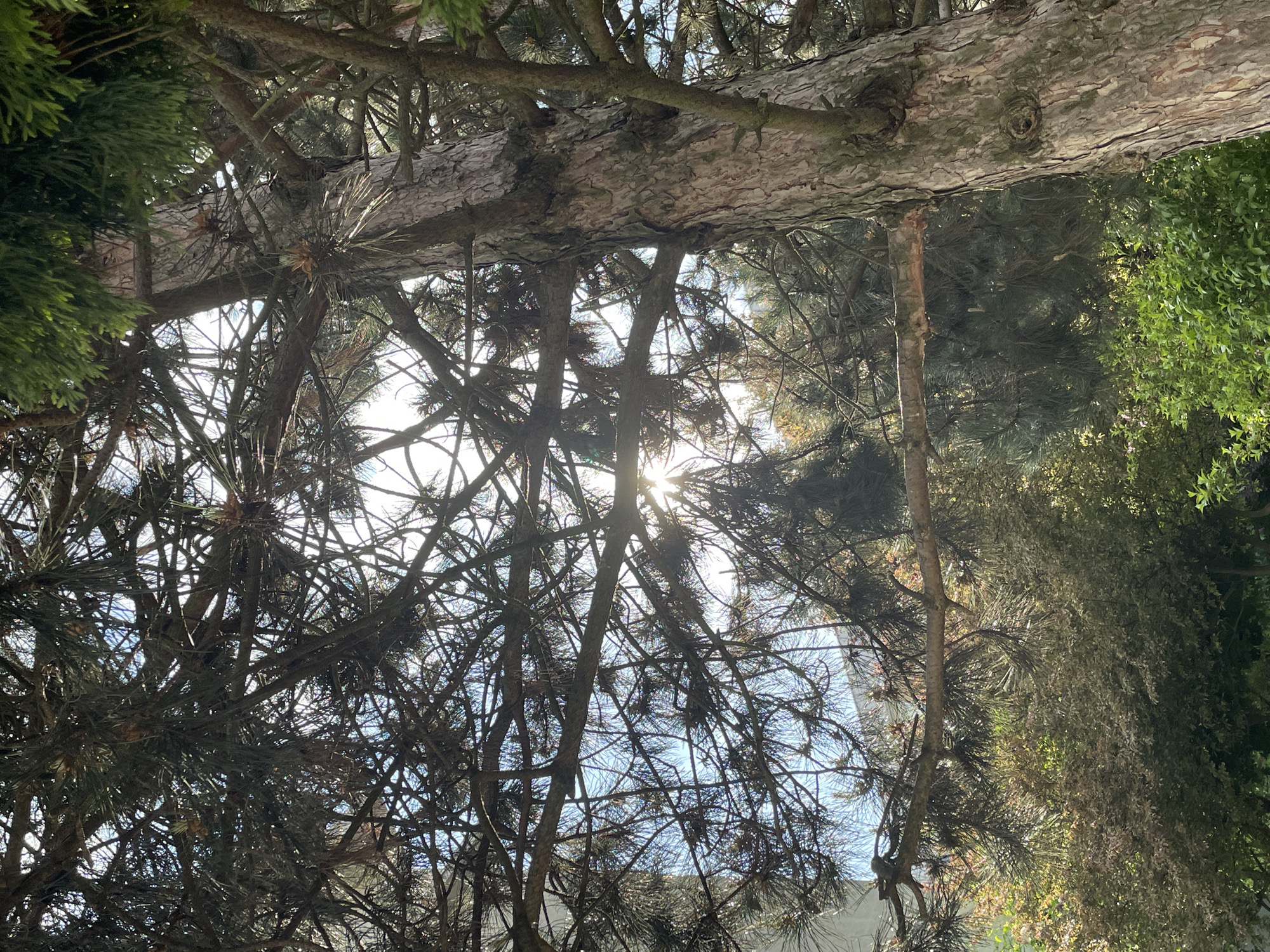 The image depicts a view looking upwards through the branches of a tree. The sun is visible through the branches, creating a bright, hazy effect. The tree's branches are intricate, with numerous smaller twigs and needles visible. A thick, horizontal branch dominates the upper portion of the frame. Green foliage is visible on the right side of the image. The sky is faintly visible through gaps in the branches. The location appears to be an outdoor, natural setting. No people or specific objects besides the trees and sunlight are visible.