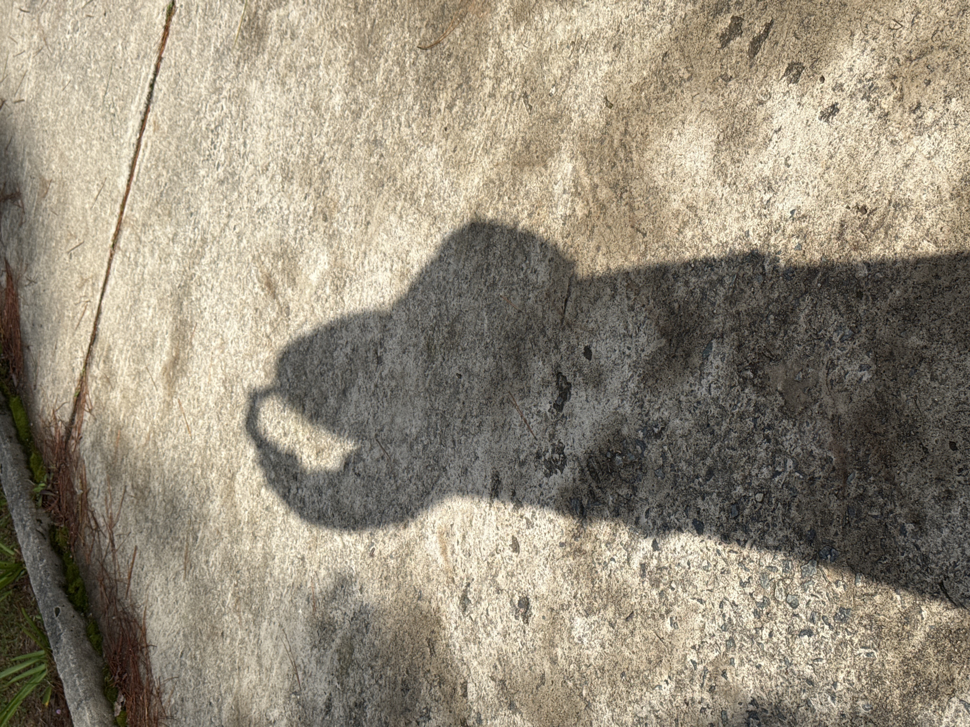 A shadow of a person holding a phone is cast on a textured concrete surface. The concrete appears to be outdoors, with some small rocks and debris visible on its surface. In the upper left corner, a concrete curb is visible, with some greenery and pine needles adjacent to it. The lighting suggests it is daytime, with the sun casting a strong shadow. The scene is static and lacks any overt interaction or action beyond the implied act of taking a photograph. The location is identified as Đạ Cháy, Vietnam, implying an urban or semi-urban setting.