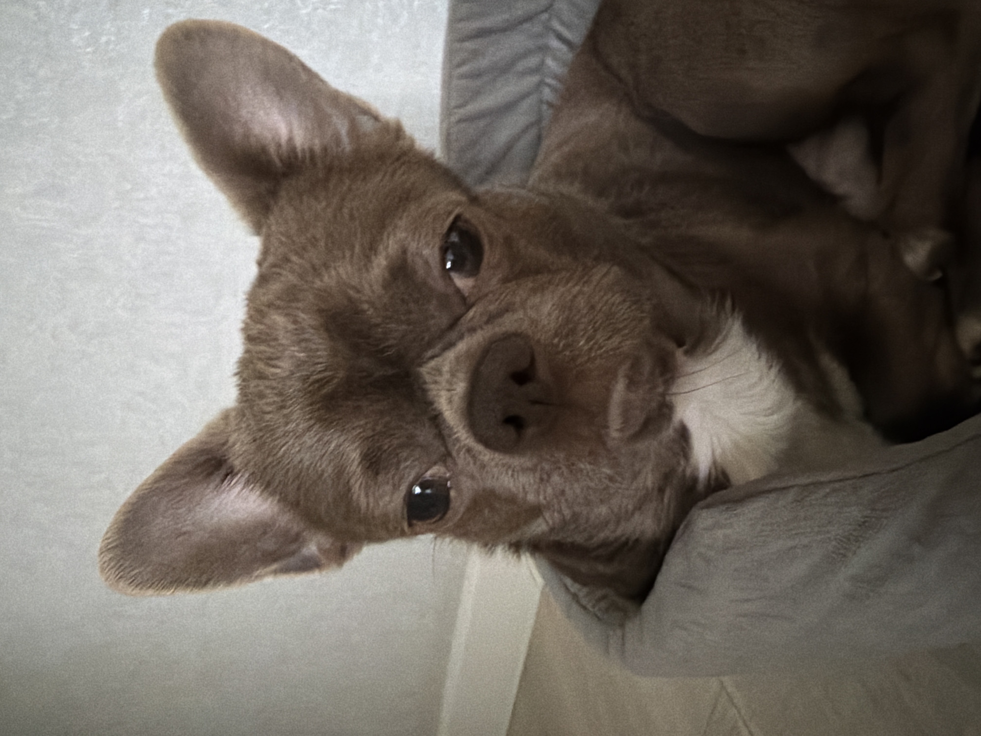 A close-up, slightly angled shot captures a brown chihuahua lying in a gray dog bed. The dog's head is tilted towards the camera, showcasing its face with attentive eyes and prominent ears. A small patch of white fur is visible on its chest. The background consists of a white wall and a light-colored floor, suggesting an indoor setting, most likely a home. There's no information available to identify the location in Votkinsk, Russia.