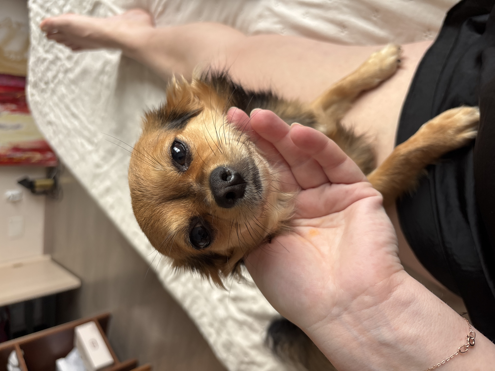 In an indoor setting, a small, long-haired, brown and black dog is being held by a human hand against a person's leg. The dog's face is close to the camera, and it appears to be looking directly at the viewer. The background shows a bed with a white textured comforter, and to the left, a shelf with boxes and a doorway. The environment suggests a comfortable, domestic space. No specific location in Sochi, Russia, is identifiable from the image.