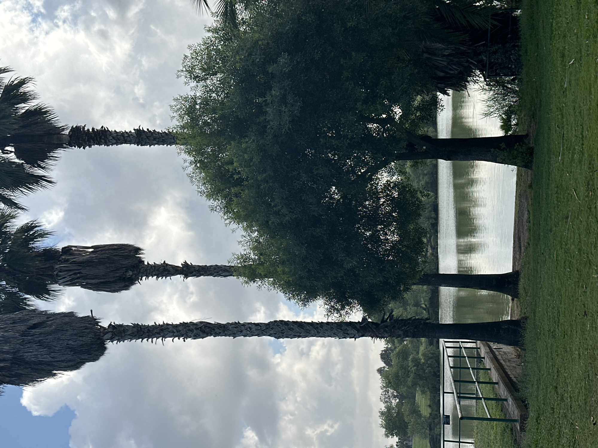 The image captures a peaceful park scene, likely in Tel-Aviv, Israel, centered around a calm body of water under a cloudy sky. On the left side of the frame, several tall palm trees with dark, textured trunks and dense, dark green fronds stand prominently, reaching towards the sky. Their robust forms are silhouetted against the bright, overcast heavens.
Towards the center and right, a large, bushy deciduous tree with a full canopy of dark green foliage adds to the rich greenery. The tranquil lake or large pond stretches across the midground and background, its surface softly reflecting the light from the cloudy sky and the surrounding trees, creating a serene, mirrored effect.
In the lower right foreground, a well-maintained lawn of green grass extends towards the water's edge, where a low brick wall supports a green metal railing. A small, rectangular sign, with unreadable text, is affixed to this railing. The sky is largely covered by clouds, suggesting an overcast day, providing a soft, diffused light over the landscape. No people or specific activities are visible, emphasizing the quiet, natural beauty of the park setting.
