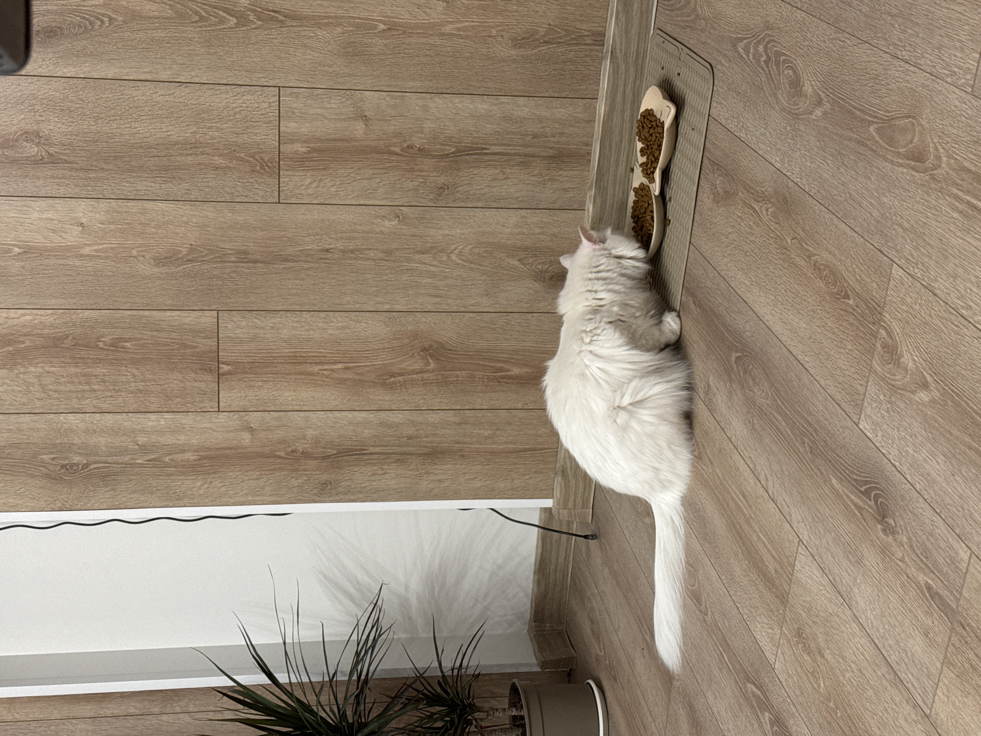 A long-haired white cat is eating kibble from a fish-shaped bowl on a grey mat. The mat is on a light brown wood-plank floor, in front of a vertical wood-paneled wall. To the left of the frame, a potted plant with long, spiky green leaves sits in front of a white wall. A black electrical cord hangs loosely down the white wall. The scene appears to be indoors, in an apartment or house.