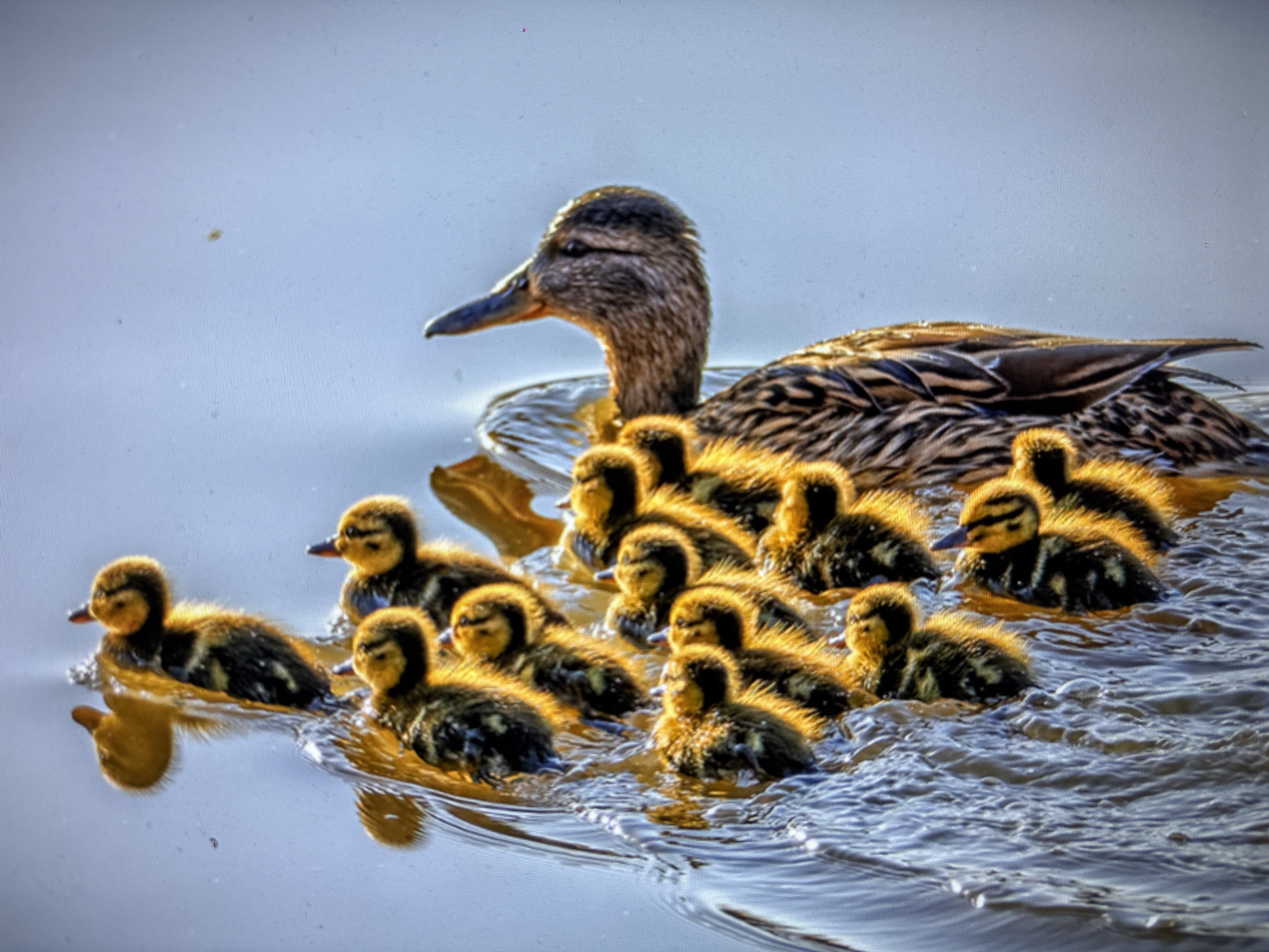 The image displays a mother duck swimming in calm water, closely followed by a large brood of ducklings. The ducklings, a mix of yellow and brown, are clustered around their mother, with some in front and others to the sides. The water is a light blue, reflecting the sky, with subtle ripples indicating movement. The lighting suggests it is daytime, likely morning or late afternoon, given the warm glow on the ducks' feathers. There is no indication of a specific location within the city of Sofia, Bulgaria, as the scene is a natural environment devoid of urban elements.