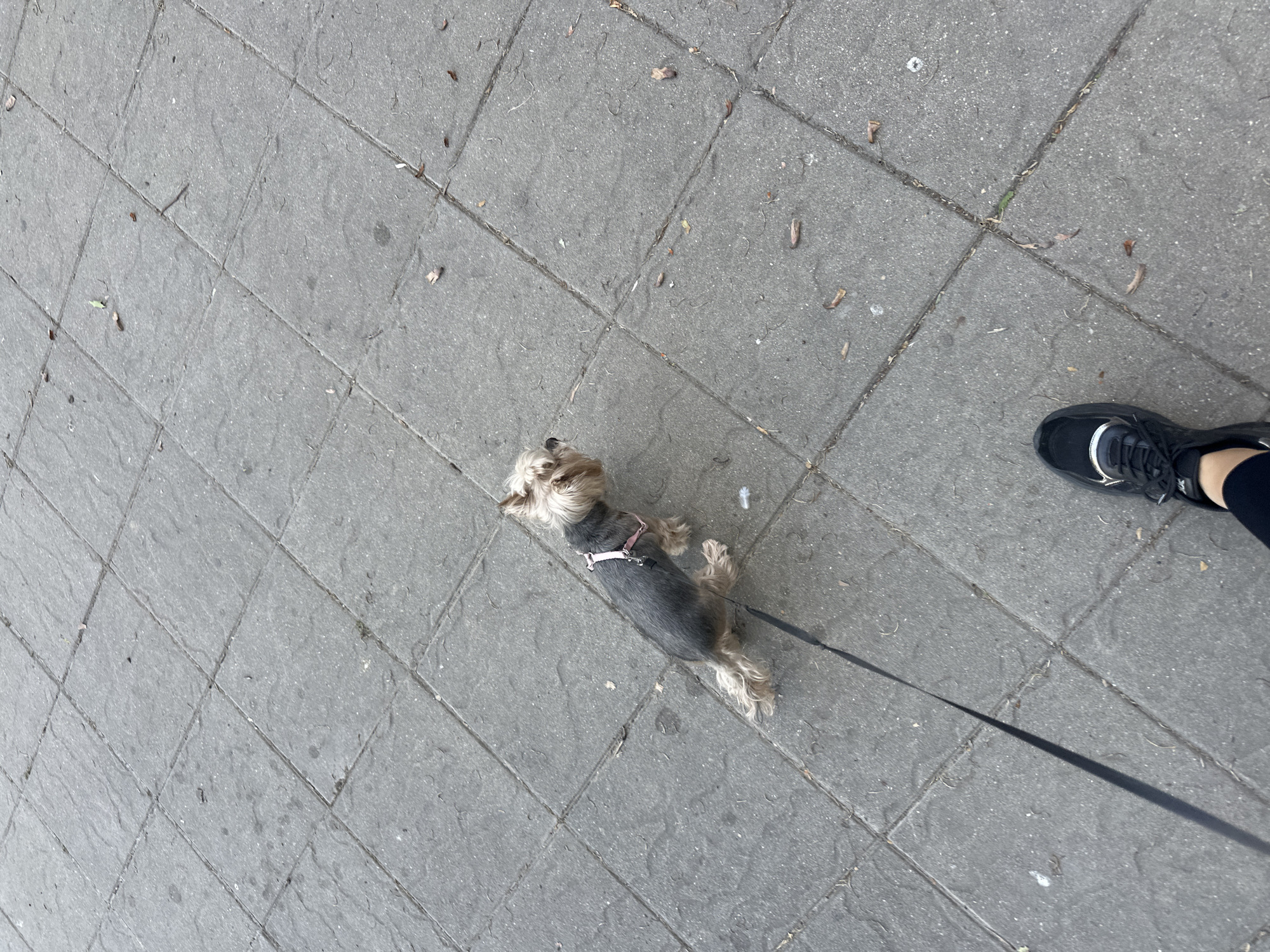 A high-angle photograph depicts a small dog, possibly a Yorkshire Terrier, lying on a gray, tiled sidewalk. The dog is on a leash that extends towards the lower right of the frame, where a portion of a black athletic shoe is visible. The sidewalk exhibits minor debris such as small leaves or particles. The photograph was taken on a city street. The specific location of the city is unknown but identified in the prompt as Montana, Bulgaria.