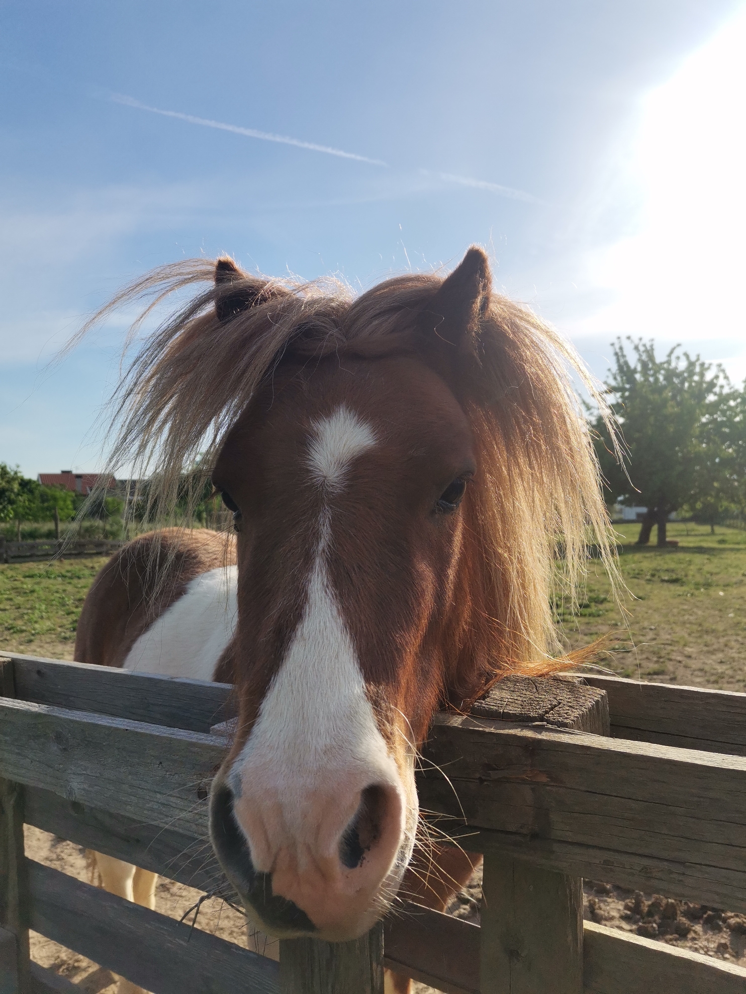 A chestnut and white pony rests its head on a wooden fence in an outdoor setting, possibly a paddock or pasture. The pony has a prominent white blaze on its face and a thick, unruly mane. The fence is made of rough-hewn wooden planks. In the background, green grass and scattered trees are visible, along with a building in the distance. The sky is blue with a few wispy clouds, and the sun is bright, casting a light on the scene. The location is unspecified but presumed to be rural or agricultural.