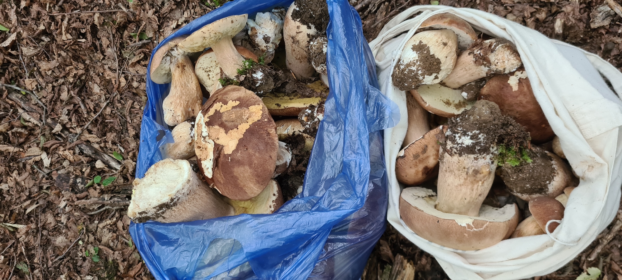 Two bags of freshly picked mushrooms are displayed on a forest floor in Lopian, Bulgaria. The upper bag is blue and contains a large quantity of mushrooms with brown and white caps, some of which are cut in half, revealing their white flesh. The lower bag is made of white fabric and is also filled with mushrooms, similar in appearance to those in the blue bag. Some of the mushrooms are still partially covered in soil and moss, indicating they were recently harvested. The ground surrounding the bags is covered with fallen leaves and twigs. The scene suggests a successful mushroom foraging expedition in the Lopian region.