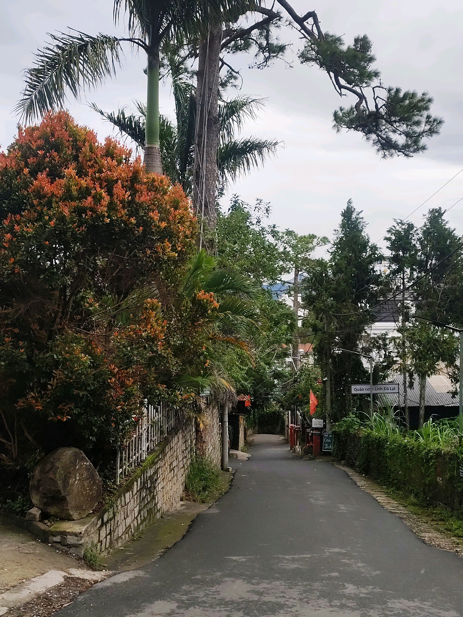The image depicts a narrow, paved road in Da Lat, Vietnam, lined with lush vegetation and trees. On the left, a stone wall borders the road, topped with a white metal fence and a dense shrub with fiery orange leaves. A large, weathered boulder sits at the base of the wall. On the right side of the road, more trees, including tall cypress trees, create a verdant canopy. A signpost with Vietnamese text, "Quán cơm Linh Đà Lạt," is visible, indicating a restaurant named Linh Da Lat. The sky is overcast, suggesting a cloudy day. The overall scene conveys a sense of a quiet, tree-lined street in a residential or semi-rural area.
