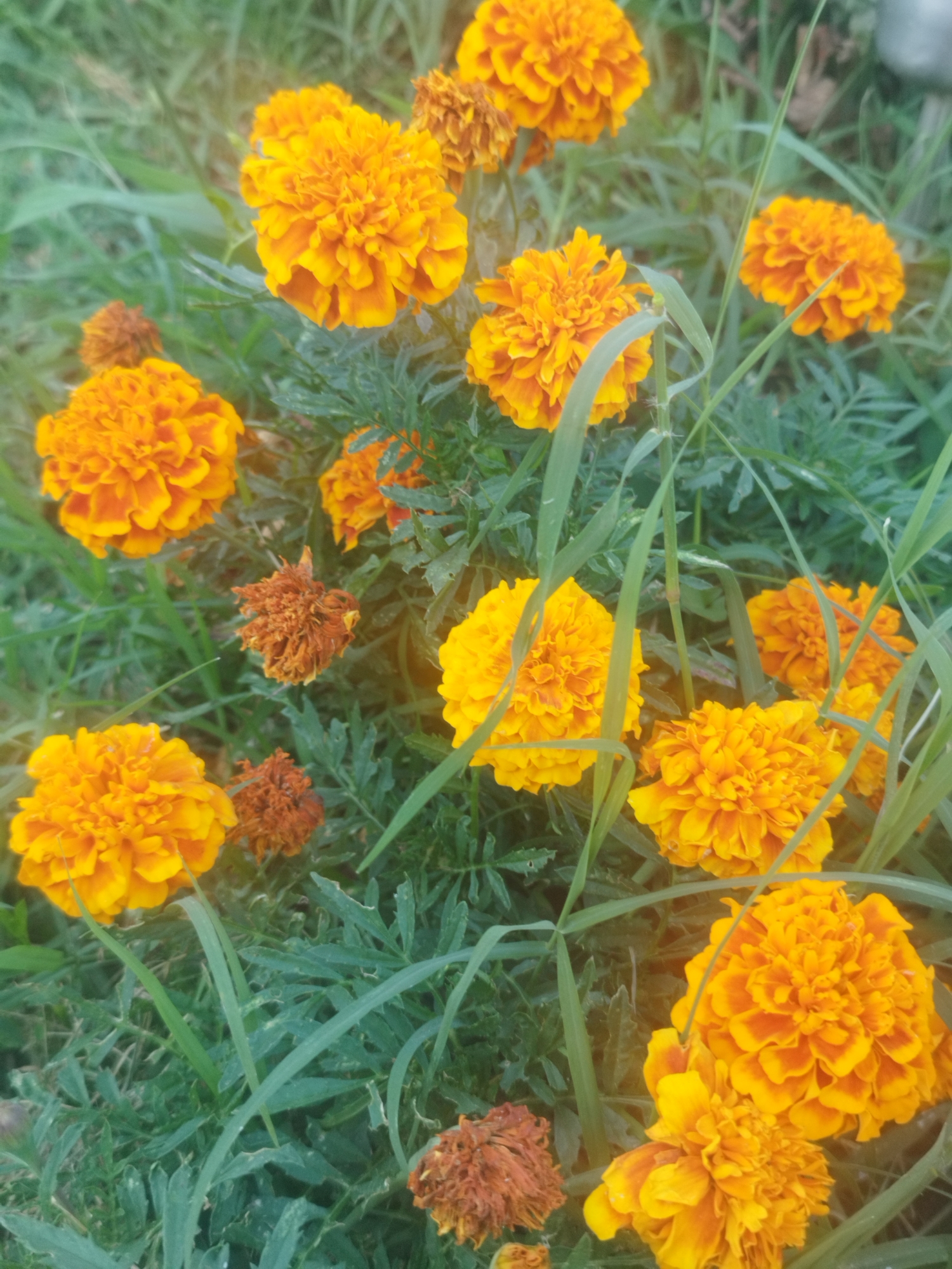 The image depicts a close-up view of a patch of marigolds, characterized by their vibrant orange and yellow hues. The flowers are in various stages of bloom, with some appearing fully open and others still in bud. Several dried marigold heads, a rusty brown color, are also visible amongst the fresh blooms. The flowers are surrounded by lush green foliage, suggesting an outdoor setting. The lighting in the image is soft, with a hint of lens flare in the upper left corner, indicating natural sunlight. The scene appears to be a garden or a natural landscape, with no visible man-made structures or human presence. The location is described as Bucharest, Romania, although no specific landmarks or contextual clues within the image support this assertion.