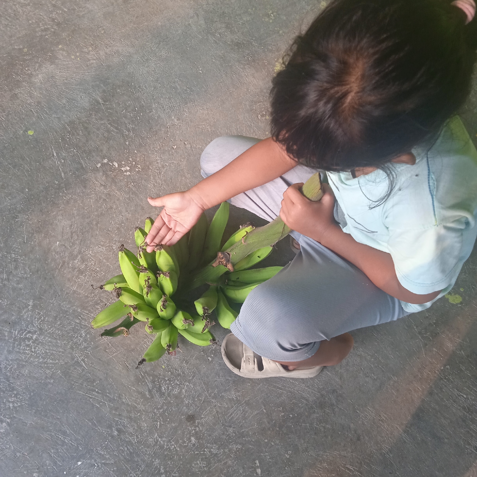 A child is sitting on a concrete floor, holding a bunch of green bananas. The child is wearing a light blue t-shirt and gray pants. The child's left hand is resting on the bananas, and the right hand is holding a banana stem. The bananas are unripe and green. The concrete floor is gray and appears to be outdoors, with some dirt and debris scattered on it. The image appears to have been taken in Situterate, Indonesia, given the context provided.
