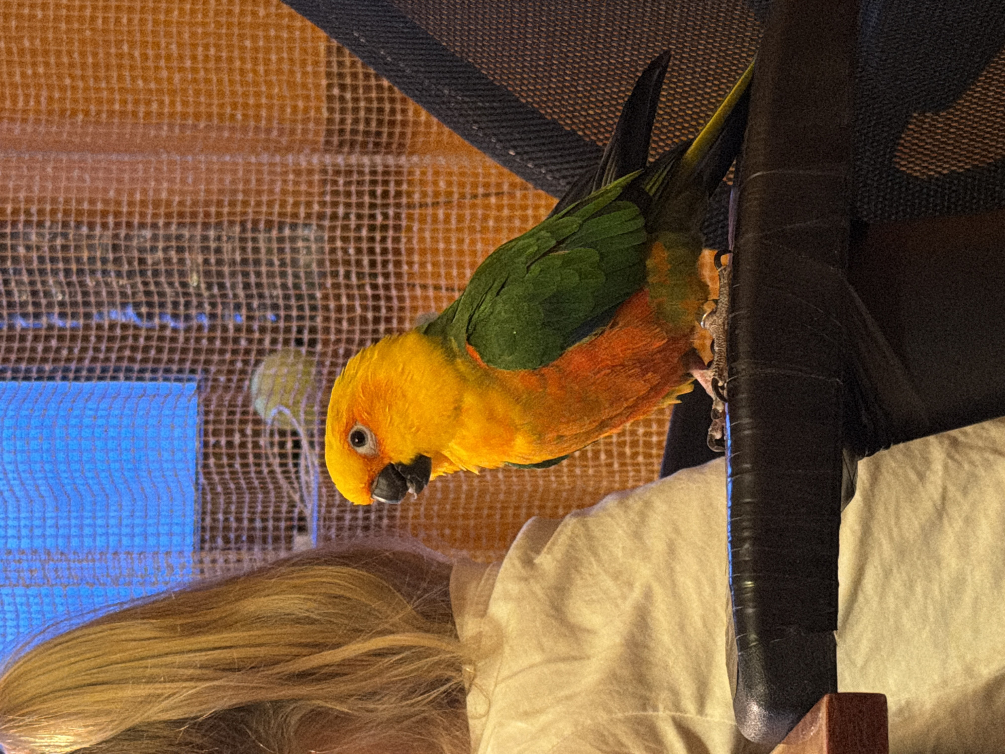 A sun conure is perched on the leg of a chair. A person's head is visible below the parrot, with blond hair extending towards the left edge of the frame. The chair leg is black, and a cushion is visible beneath the bird. In the background, there is a woven screen or mesh. The location is not discernible from the image.
