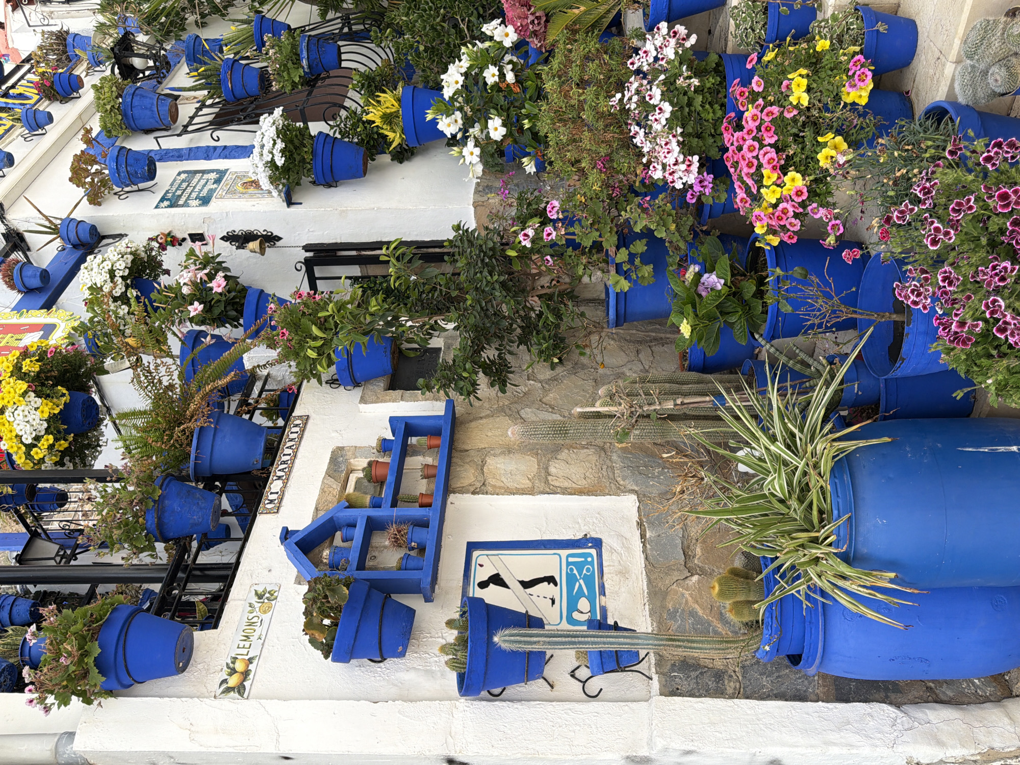 A wall is adorned with numerous blue planters overflowing with various plants and flowers. The planters are mounted on the wall and on a tiered blue shelf. Some of the flowers are white, yellow, and pink. In the foreground, two large blue barrels are present, one containing a spiky green plant, and the other holding several cacti. A white sign with a blue border depicts a silhouette of a person urinating and scissors, with an exclamation mark. Another sign reads "LEMONS" with drawings of lemons. A tiered blue shelf holds small potted plants, including cacti. The building appears to be made of white stucco and stone. The scene is set in a courtyard or outdoor space, possibly a Mediterranean setting.