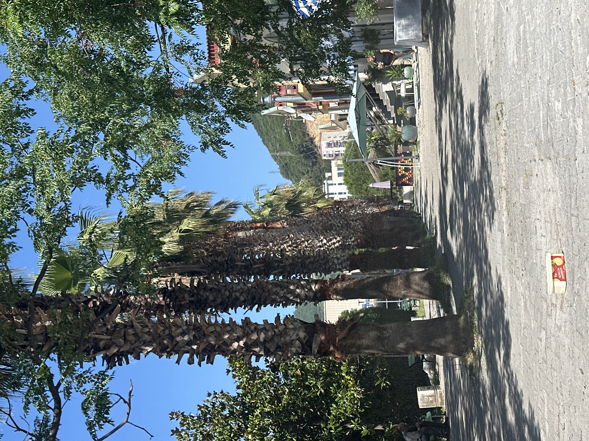 This image depicts a street scene in Budva, Montenegro, characterized by a row of tall palm trees lining a paved walkway. The palm trees have rough, textured trunks and green fronds reaching towards a clear blue sky. To the left, dense green foliage of other trees creates a shaded area, and a person is seated on a bench. Across the walkway, several buildings are visible, exhibiting colorful facades with architectural details. In the background, a green, tree-covered hill rises under the bright sun. Several potted plants and outdoor seating areas suggest a commercial or recreational establishment. On the ground in the foreground, a small, open rectangular box with red and yellow labeling, possibly a food container, is visible. A person walks away from the viewer on the right side of the scene. The ground is paved with light-colored stones, and shadows from the trees are cast across it, indicating a sunny day.