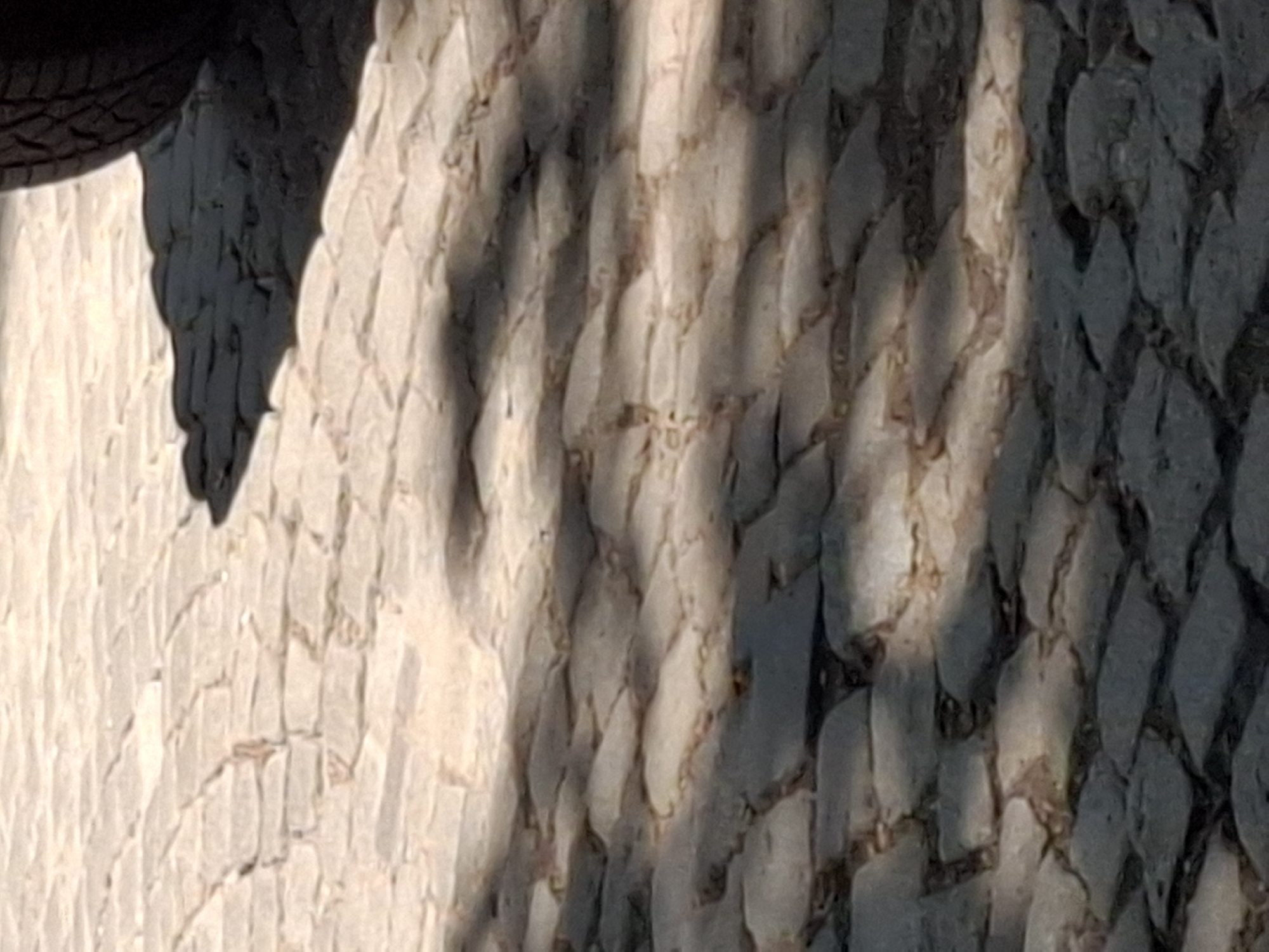 The image shows a close-up of a cobblestone surface with shadows cast across it. A portion of a tire is visible in the upper right corner of the image, suggesting the presence of a vehicle. The cobblestones are light brown and appear worn. The shadows are dark and irregular, indicating the presence of an object or objects casting them, possibly from a nearby structure or foliage. The overall scene is outdoors, and the lighting suggests it is daytime.