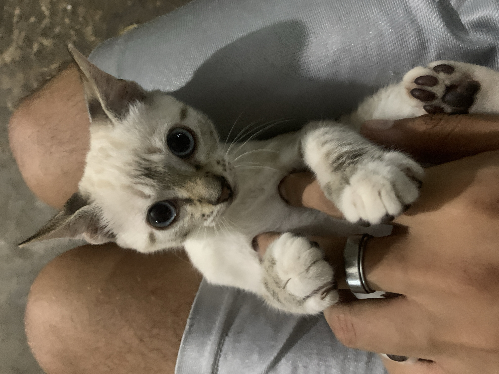 A cream-colored kitten with distinctive blue eyes is captured in a close-up, high-angle shot. The kitten features delicate tabby markings in greyish-brown on its face, ears, and paws. Its prominent whiskers and dark paw pads are clearly visible.
The kitten is being held by a person, whose legs, dressed in light grey shorts or casual pants, are visible supporting the animal. One of the person's hands gently cradles the kitten, while another hand with a silver ring on one finger is visible, also interacting with the kitten. The kitten looks directly at the camera with an alert and curious expression.
The setting appears to be indoors, under soft illumination, creating a tender and intimate moment between the kitten and its human companion. The background is slightly out of focus, emphasizing the subjects. The location context provided is Santa Ana, Venezuela. There is no visible text in the media file.
