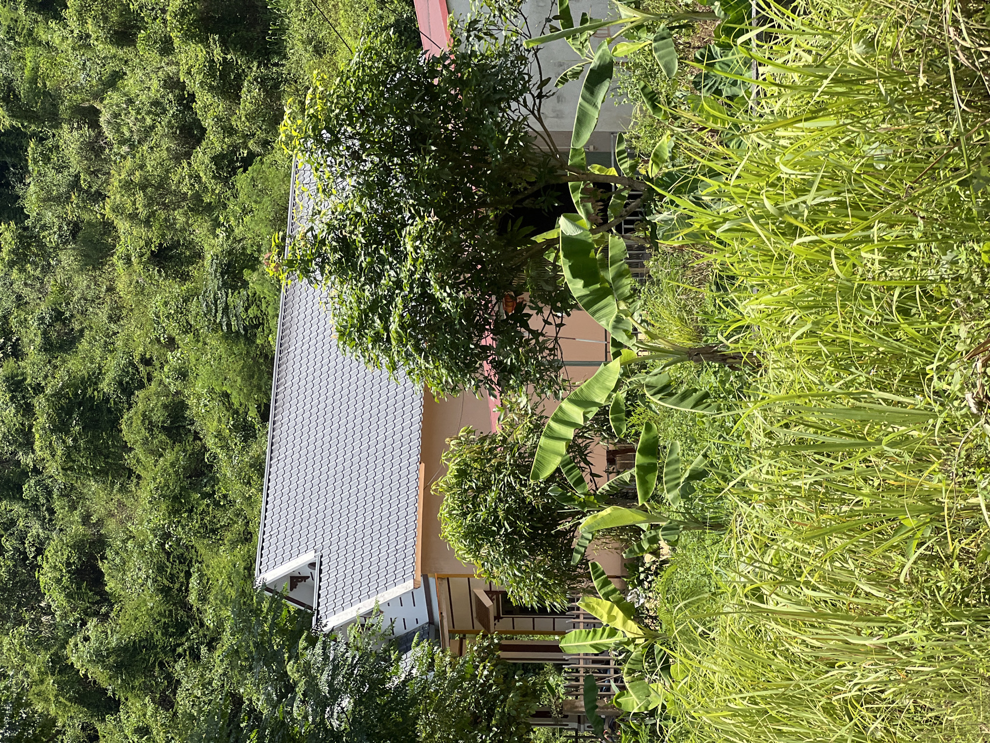 The image shows a house with a gray tiled roof situated in a lush, green environment with dense vegetation. The house appears to be made of light-colored material, with some darker trim around the windows and eaves. In front of the house, there is an abundance of tropical plants, including banana trees with their large, broad leaves, and tall, grassy reeds. The background is dominated by a steep hillside covered in thick, green foliage. The scene suggests a rural or semi-rural setting, possibly in the city of Thuận Hòa Commune, Vietnam, given the tropical vegetation and architectural style. There are no people visible in the image.