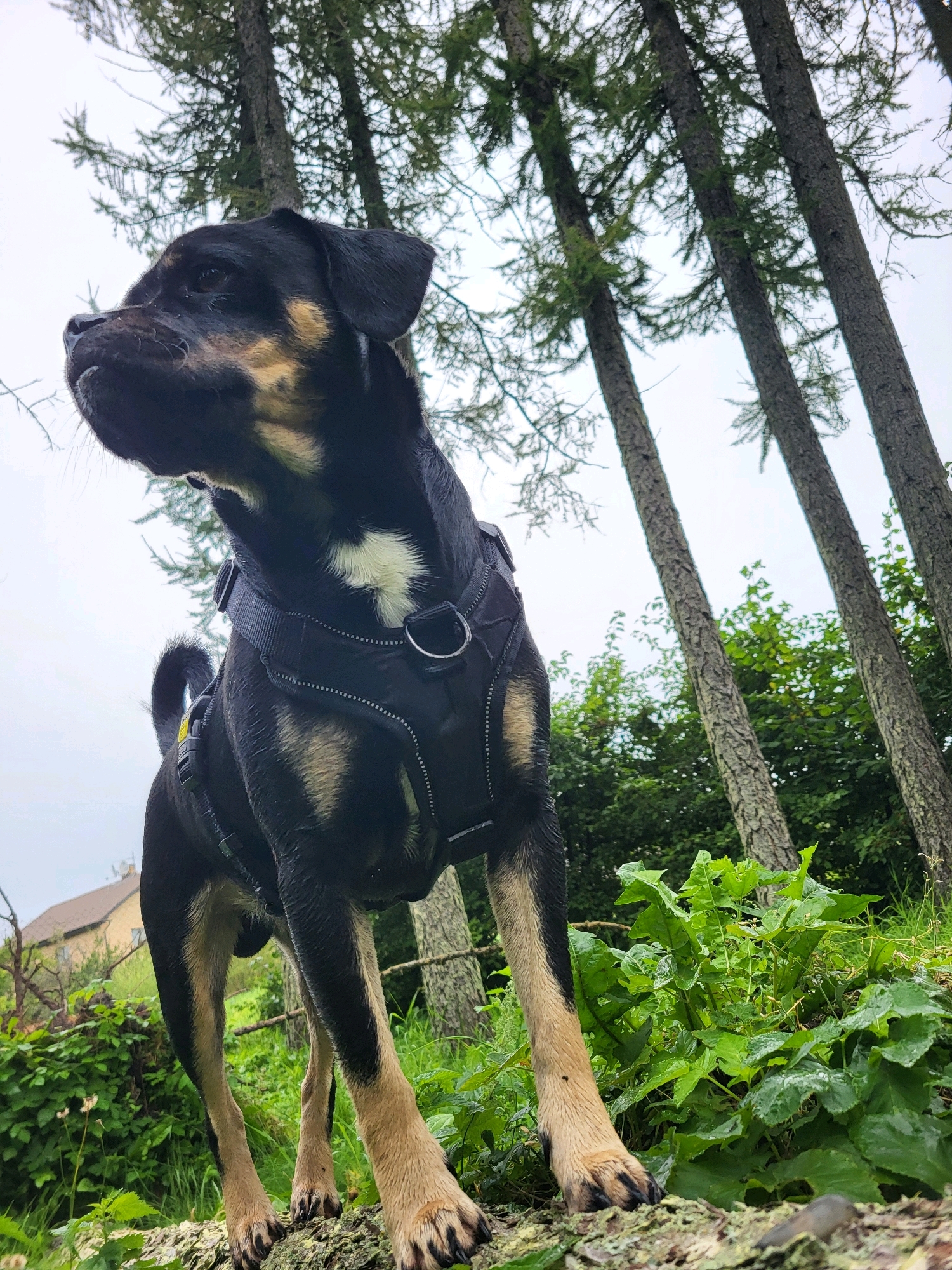 A medium-sized dog, primarily black with tan markings, stands on a fallen log in a forest setting. The dog is wearing a black harness. In the background, tall evergreen trees with sparse foliage rise against a cloudy sky. Lush green undergrowth, including large-leafed plants, surrounds the log. To the far left, a building with a light-colored roof is visible through the trees and foliage. The image appears to have been taken in Jelgava, Latvia.