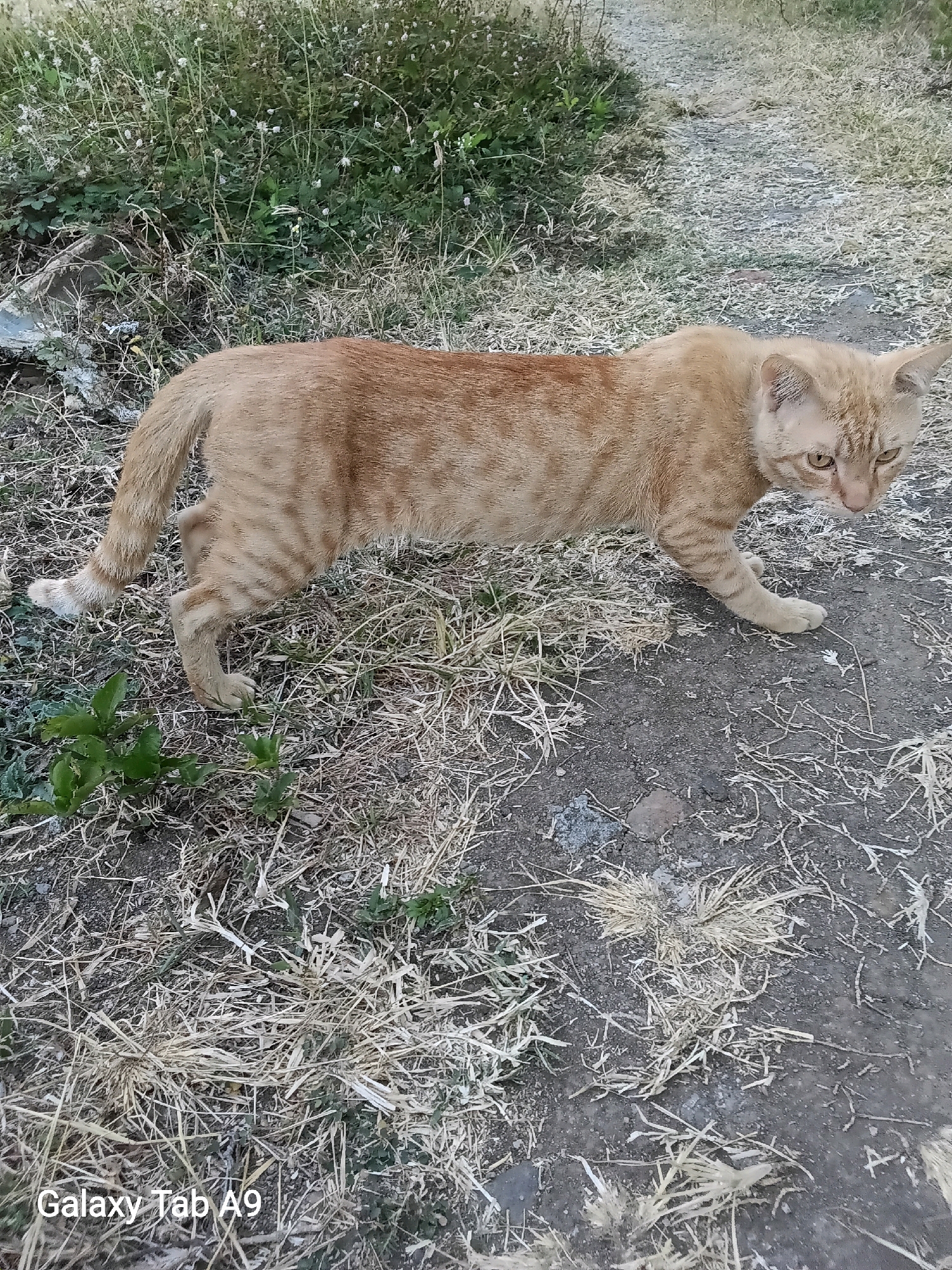 An orange tabby cat stands on a dirt path surrounded by dry grass and vegetation. The cat is facing right and looking towards the viewer with yellow eyes. The background consists of more dry grass and a dirt path. The bottom left corner of the image contains a watermark that reads "Galaxy Tab A9". The scene appears to be in an outdoor, possibly rural or undeveloped area.