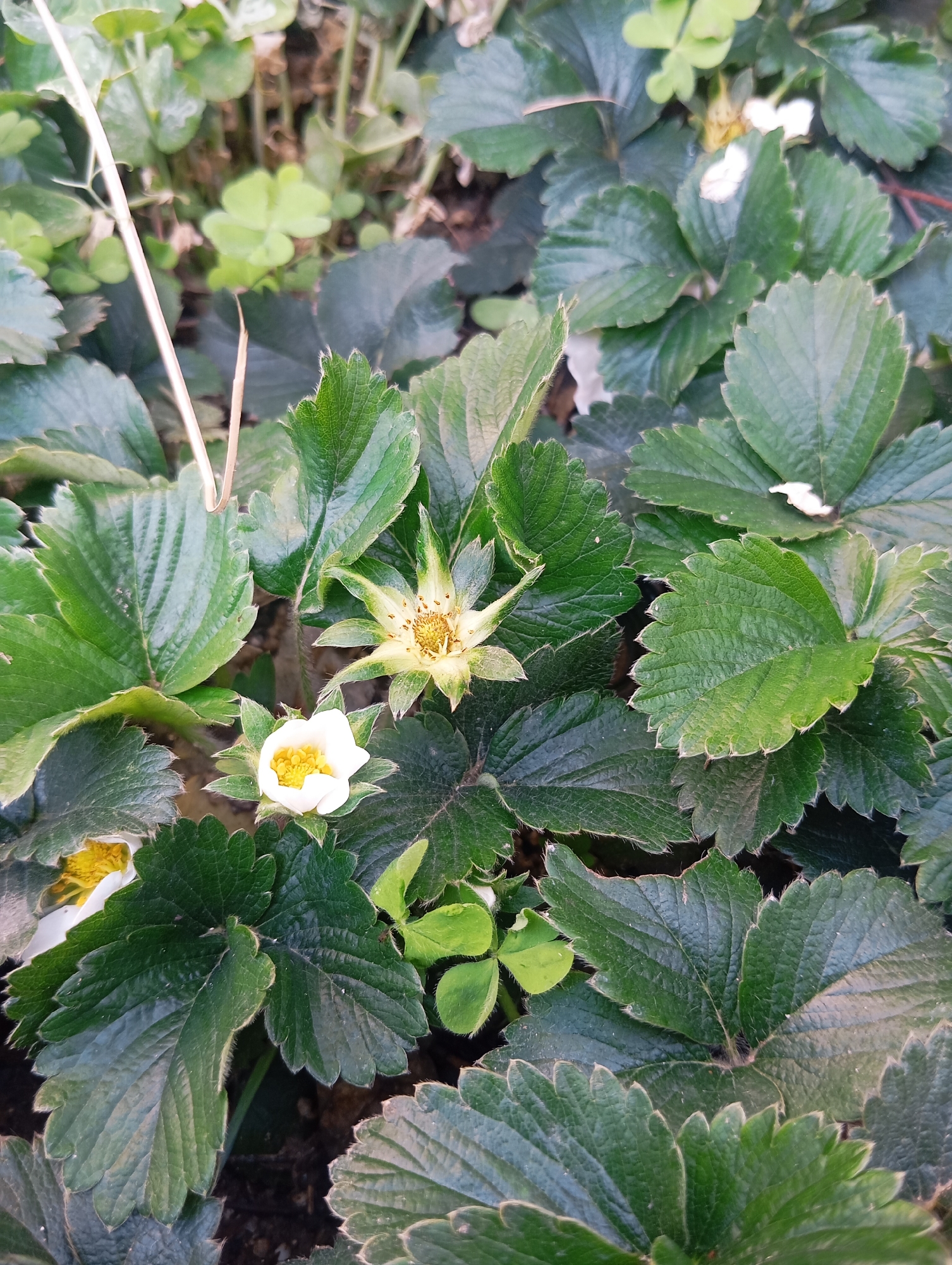 The image depicts a close-up, overhead view of a patch of strawberry plants. Numerous dark green strawberry leaves with serrated edges and distinct venation dominate the frame. A fully open strawberry flower is positioned in the lower-center, featuring five white petals and a bright yellow pistil and stamen cluster. Above and to its right, a developing strawberry bloom or nascent fruit is visible, characterized by light green sepals surrounding a prominent yellow-green central structure. A partial white flower is present at the bottom-left edge. Lighter green, clover-like leaves are interspersed and out-of-focus in the background, particularly in the upper-left quadrant. A single, thin, dried, light-colored stem extends diagonally from the upper-left towards the center-right. The ground beneath the foliage appears as dark, indistinct soil. No people or animals are present. Location: Unknown, Unknown.