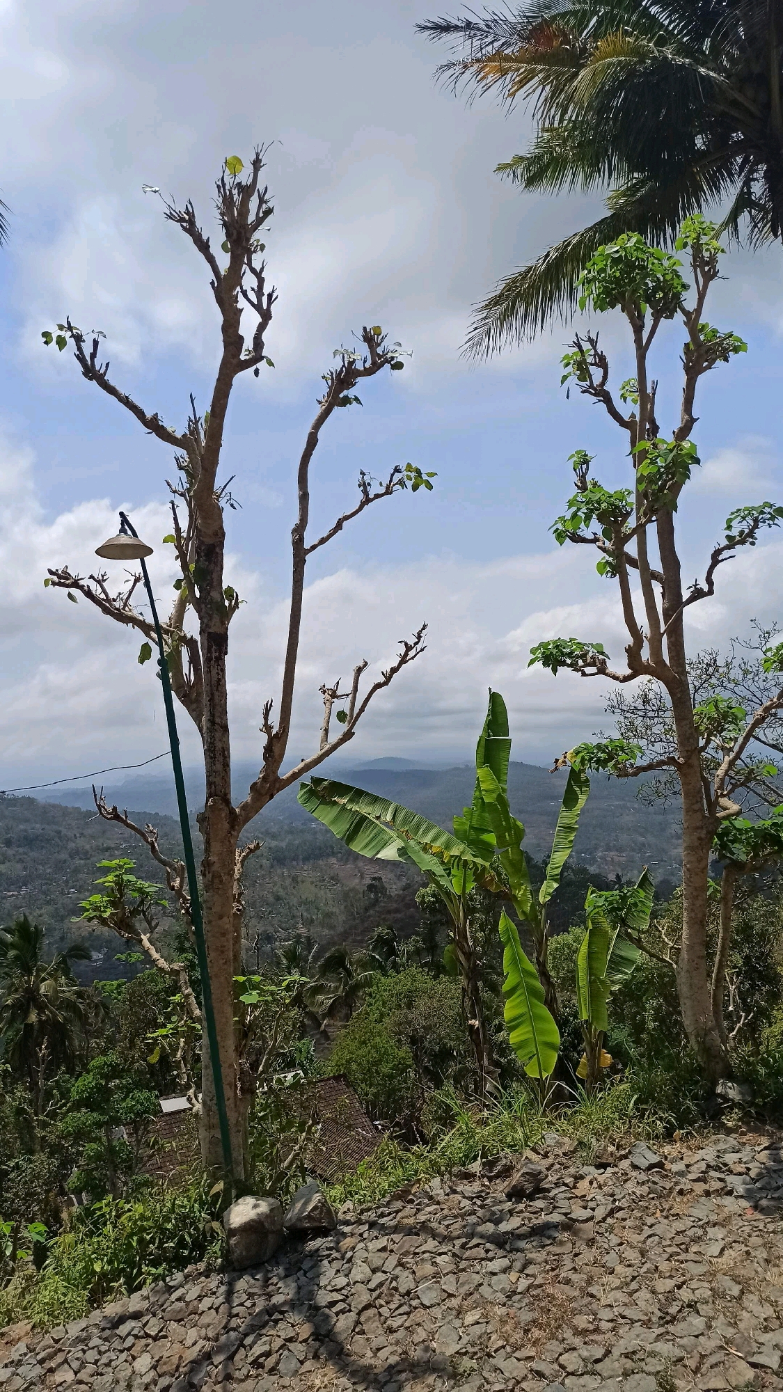 The image depicts a view from a hillside in Tumpuk, Indonesia. In the foreground, a cobbled path is visible, leading up to a natural landscape. Several trees with sparse foliage dominate the scene, with some branches bare and others showing new growth. A lamppost stands to the left of a prominent tree, topped with a light fixture. Behind the trees, a valley unfolds, revealing a lush, green landscape with rolling hills and scattered vegetation. The sky is partly cloudy, with patches of blue visible. In the mid-ground, there are hints of human habitation, with what appear to be rooftops of houses peeking through the trees, suggesting a village or settlement nestled within the valley. The overall atmosphere is one of a serene, rural environment, with a clear emphasis on the natural beauty of the Indonesian landscape.