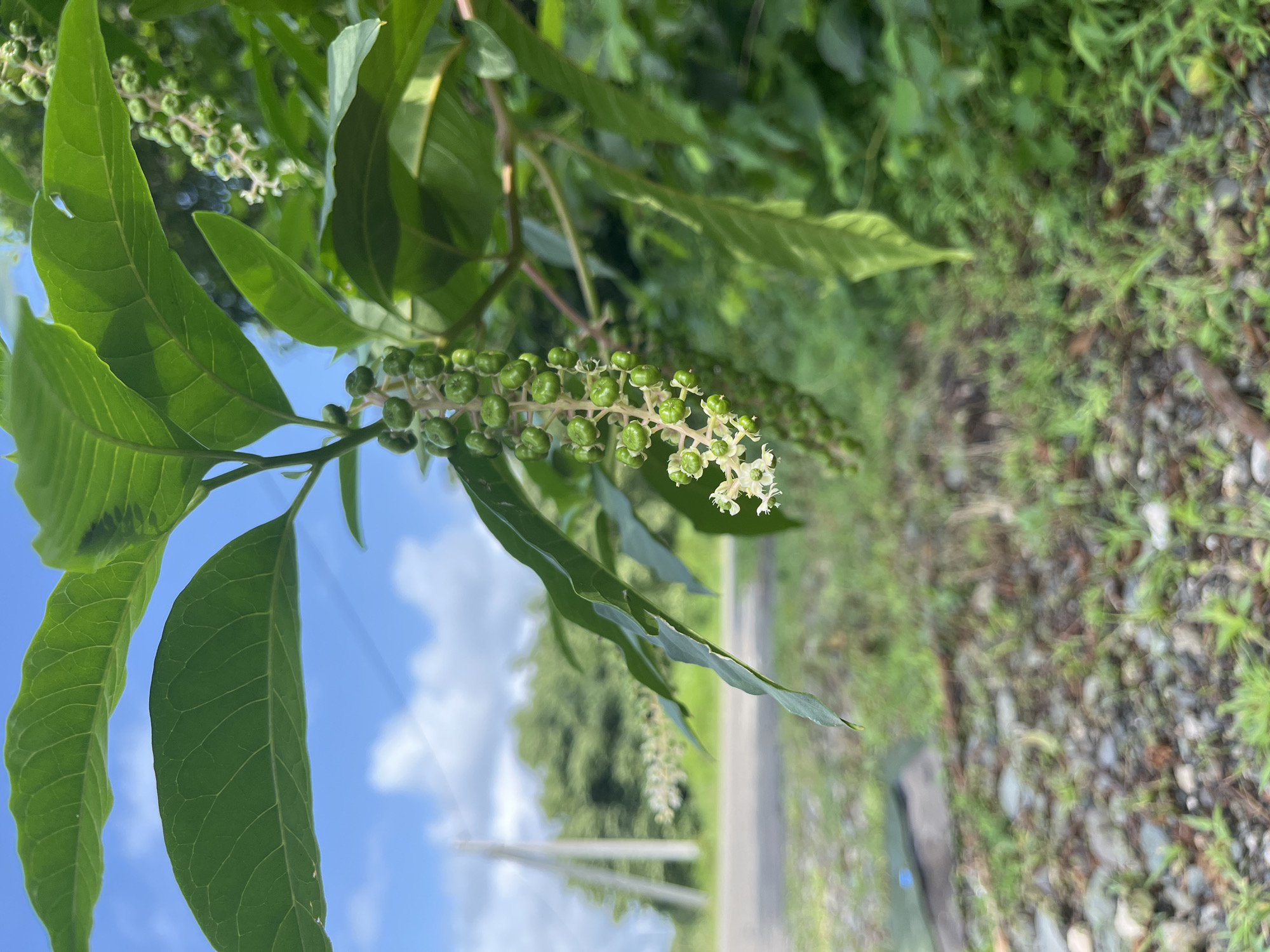 This media file features a close-up view of a plant with bright green leaves and clusters of small, round green berries. Some of the berries are partially developed, while others appear to be more mature. A few delicate white flowers are also visible among the berries. The plant's stem is a dark green, and the leaves are elongated with prominent veins. The background is blurred, showing a mix of greenery, including grass and trees, suggesting an outdoor setting. A dirt or gravel path is visible to the right, with a faint hint of a road in the distance. The sky, visible in the upper left portion of the image, is a bright blue with scattered white clouds. The lighting suggests it is daytime, likely a sunny day given the clear sky. There are no people or specific objects besides the plant. The overall scene evokes a natural, perhaps rural or garden environment. The image is oriented vertically. No visible text is present. The location context is Ureki, Georgia.