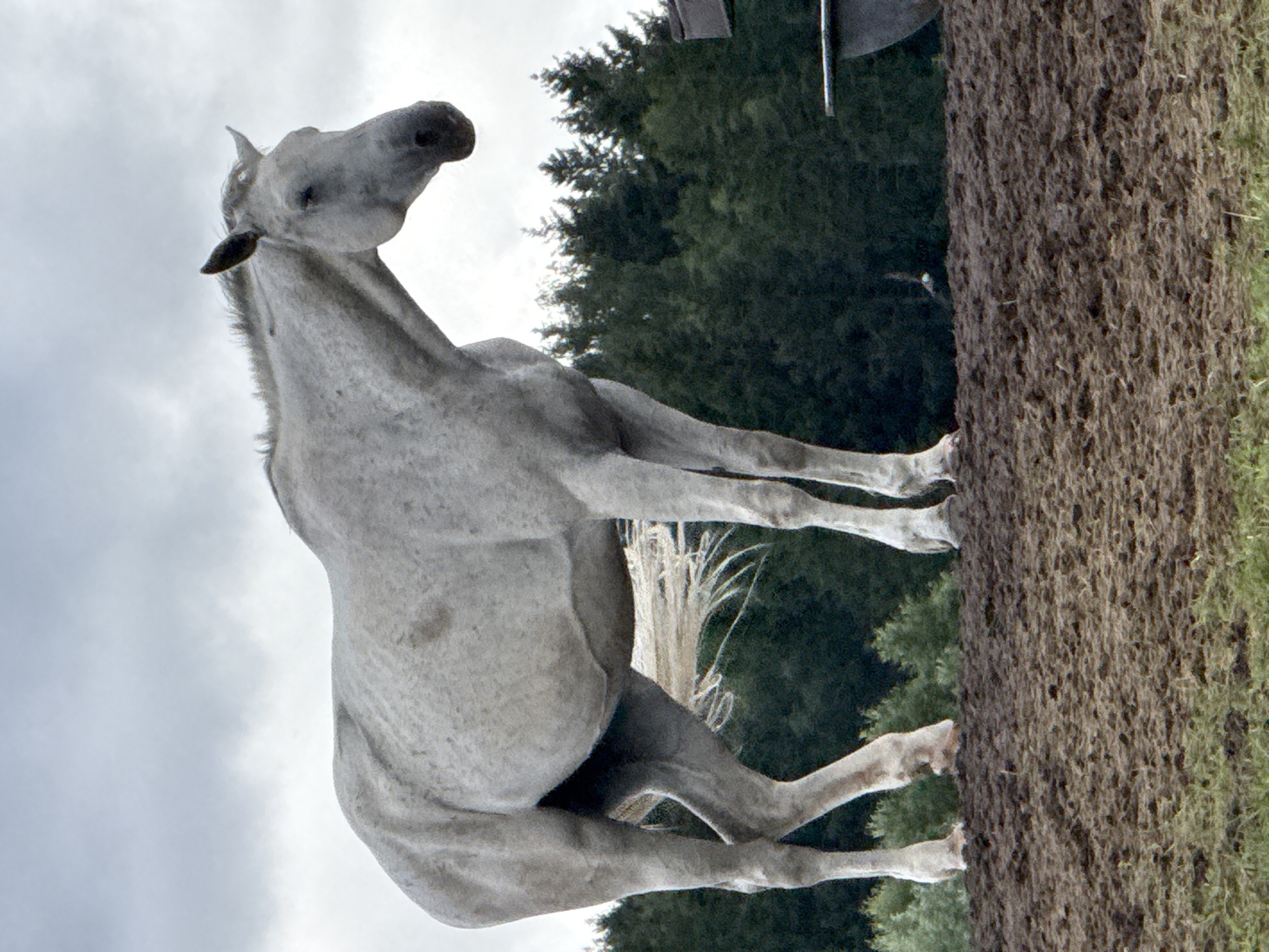 A dappled grey horse stands on muddy ground, facing right. Its head is lowered, and its eyes are partially closed. The horse's mane is long and white, and its tail is also white and flowing. Behind the horse is a dark green forest. The sky is cloudy and overcast. The image is taken outdoors in Galinė, Lithuania.