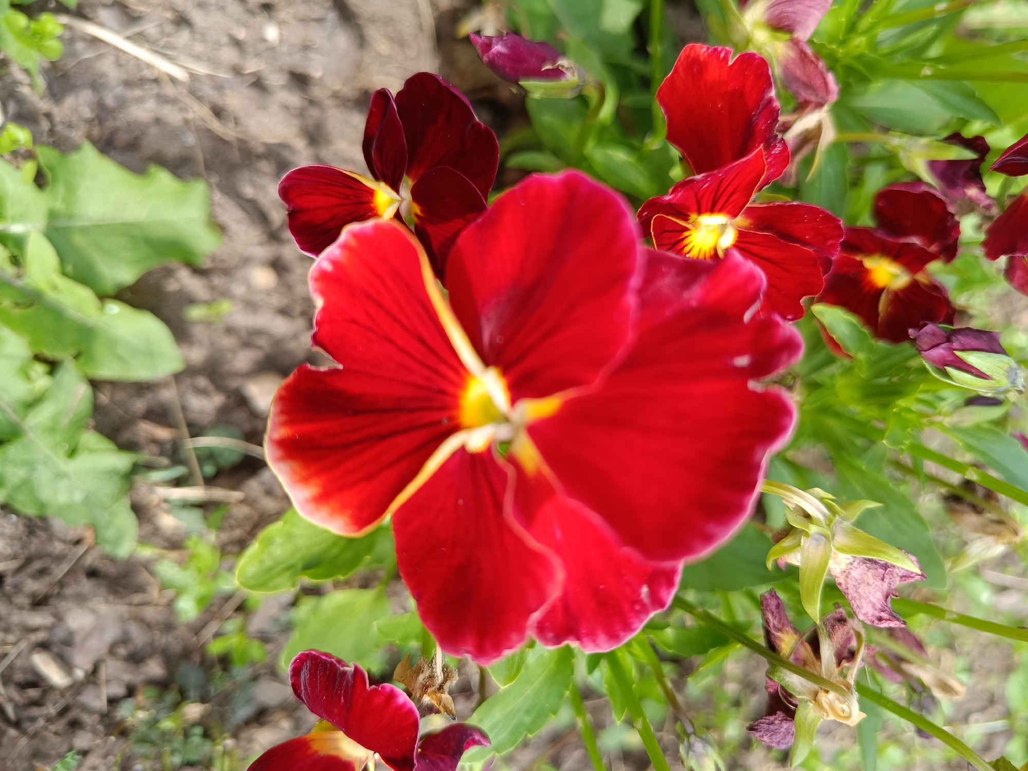 The image shows a close-up, overhead view of several red pansy flowers and buds in various stages of bloom and decay, set against a blurred background of soil and green foliage. The main subject is a large, bright red pansy in the foreground, with its petals slightly ruffled and a yellow center. To the left and slightly behind it, another red pansy is visible, also with a yellow center. Further back, several darker red to purple pansies, some in bud form, are present. The soil in the background is a mix of brown earth and small pebbles, with patches of green leaves and stems interspersed. There are no people or animals visible in the image. The scene appears to be a garden setting in the city of Tebras, Latvia, likely during springtime or early summer when these flowers are in bloom.