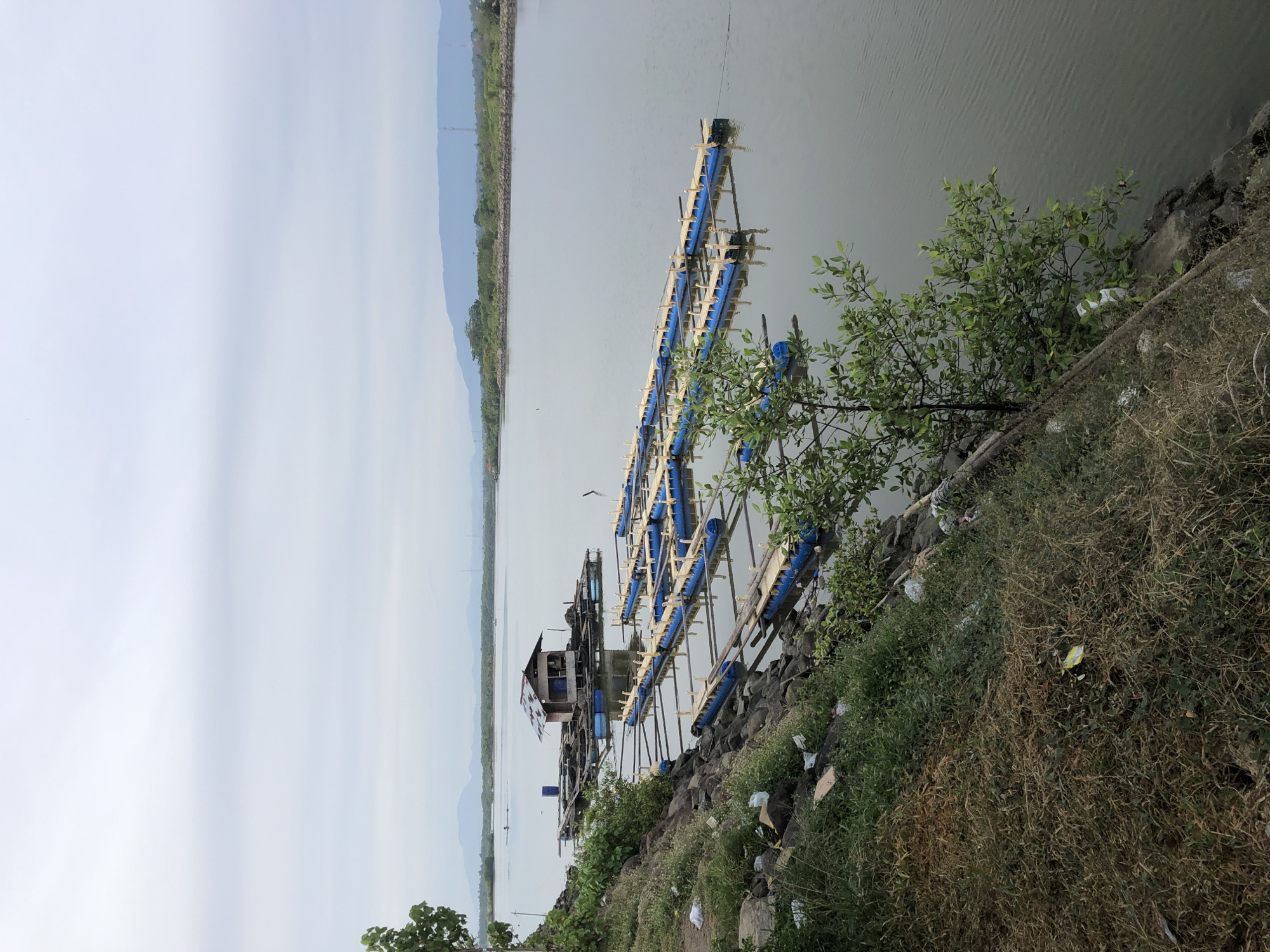 The image depicts a body of water with a small floating structure and several rows of aquaculture cages. The floating structure appears to be a small shack with a corrugated metal roof, situated on a platform of interconnected buoyant materials, likely plastic barrels. The aquaculture cages are rectangular in shape, with blue buoyant tubes forming the perimeter and wooden planks creating a grid-like structure within. They are arranged in parallel rows, extending outwards into the water. The water itself is calm and gray, reflecting the overcast sky.
The foreground of the image shows a rocky embankment covered in dry grass and some scattered debris, including plastic bags and wrappers. A small, leafy green tree is growing on the embankment, reaching towards the water. In the background, a distant shoreline with vegetation and rolling hills or mountains can be seen under a hazy, pale sky. There are no people visible in the image. The scene suggests a rural or semi-rural area where aquaculture is practiced. Given the context, this scene is likely located near Lhokseumawe, Indonesia, a city known for its coastal environment and potential for aquaculture activities.