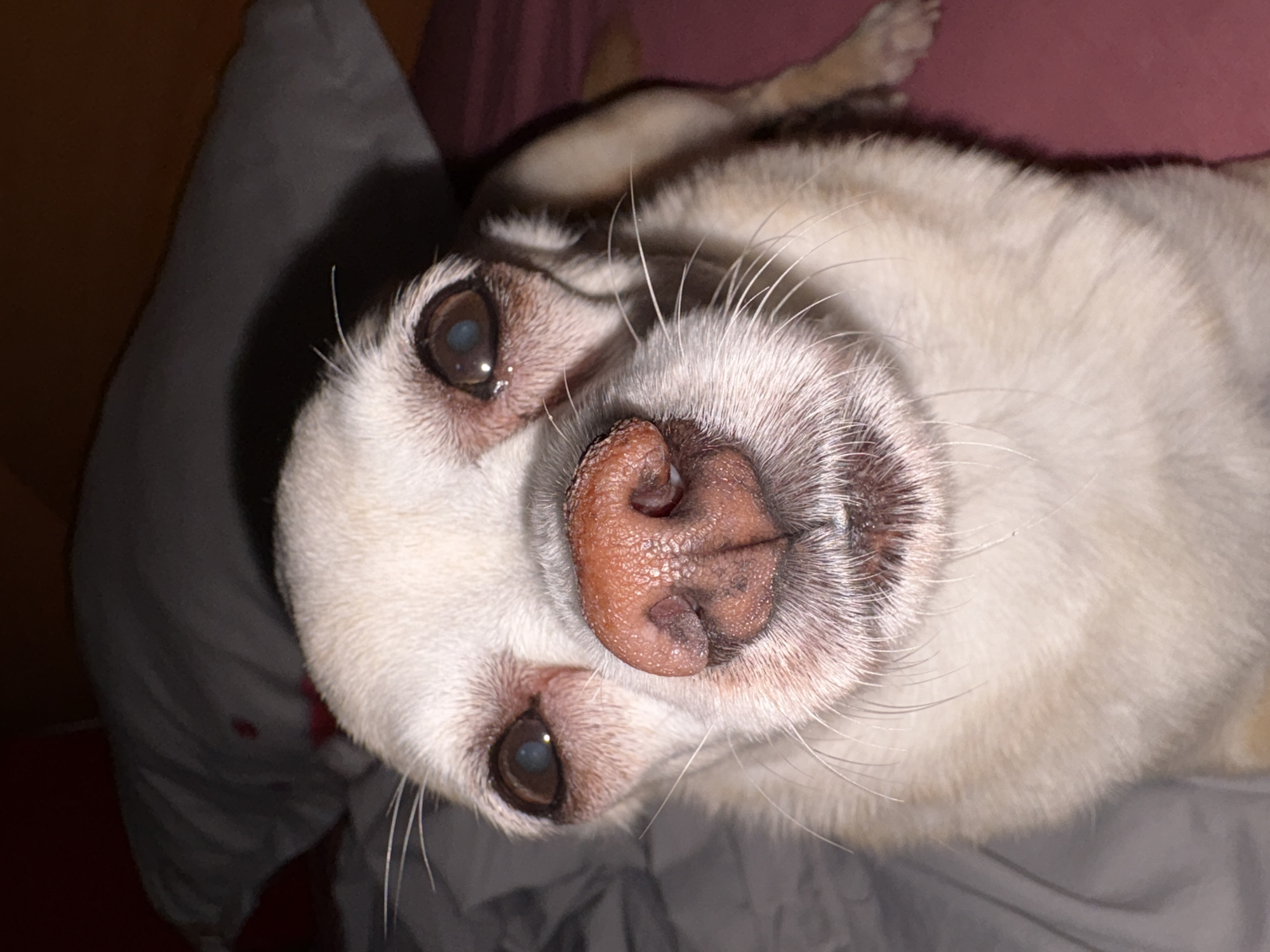 The image is a close-up, eye-level shot of a tan and white chihuahua dog. The dog's face fills most of the frame, with its snout and eyes prominently featured. The dog has large, dark eyes with a slight cloudy appearance, and a textured, pinkish-brown nose. Its whiskers are long and sparse. The dog is lying down, with its body extending out of the frame. The background consists of soft, out-of-focus surfaces that appear to be bedding or pillows, one in a gray tone and another in a darker, possibly red or pink tone. The lighting is dim, creating shadows and highlighting the dog's facial features. There is no visible connection to Vratsa, Bulgaria, in the image itself.