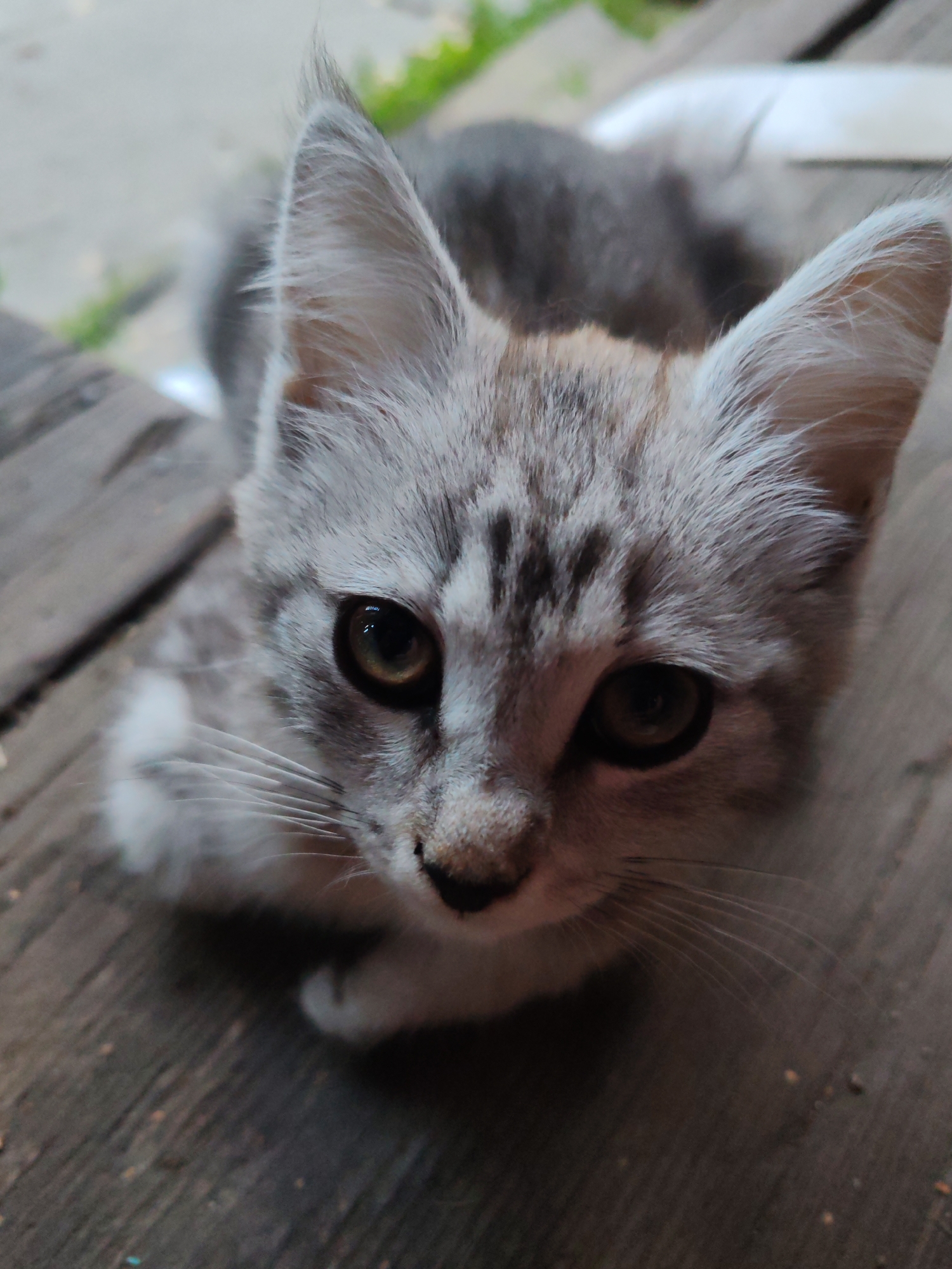 A close-up, eye-level shot captures a young, grey tabby kitten sitting on a weathered wooden surface. The kitten's fur is a mix of grey and white with dark tabby markings on its face and ears. Its large, expressive eyes, with dark pupils and golden irises, are focused directly at the camera. The kitten's ears are prominent and pointed, with fine hairs at the tips. Its delicate whiskers fan out from its muzzle. The wooden surface beneath the kitten appears to be part of an outdoor deck or walkway, with visible grain and some scattered debris. In the blurred background, hints of greenery and a light-colored object suggest an outdoor environment, possibly a yard or garden. The overall impression is one of an alert and curious young feline in a natural, outdoor setting. This scene is located in the village of Kashino, Russia.