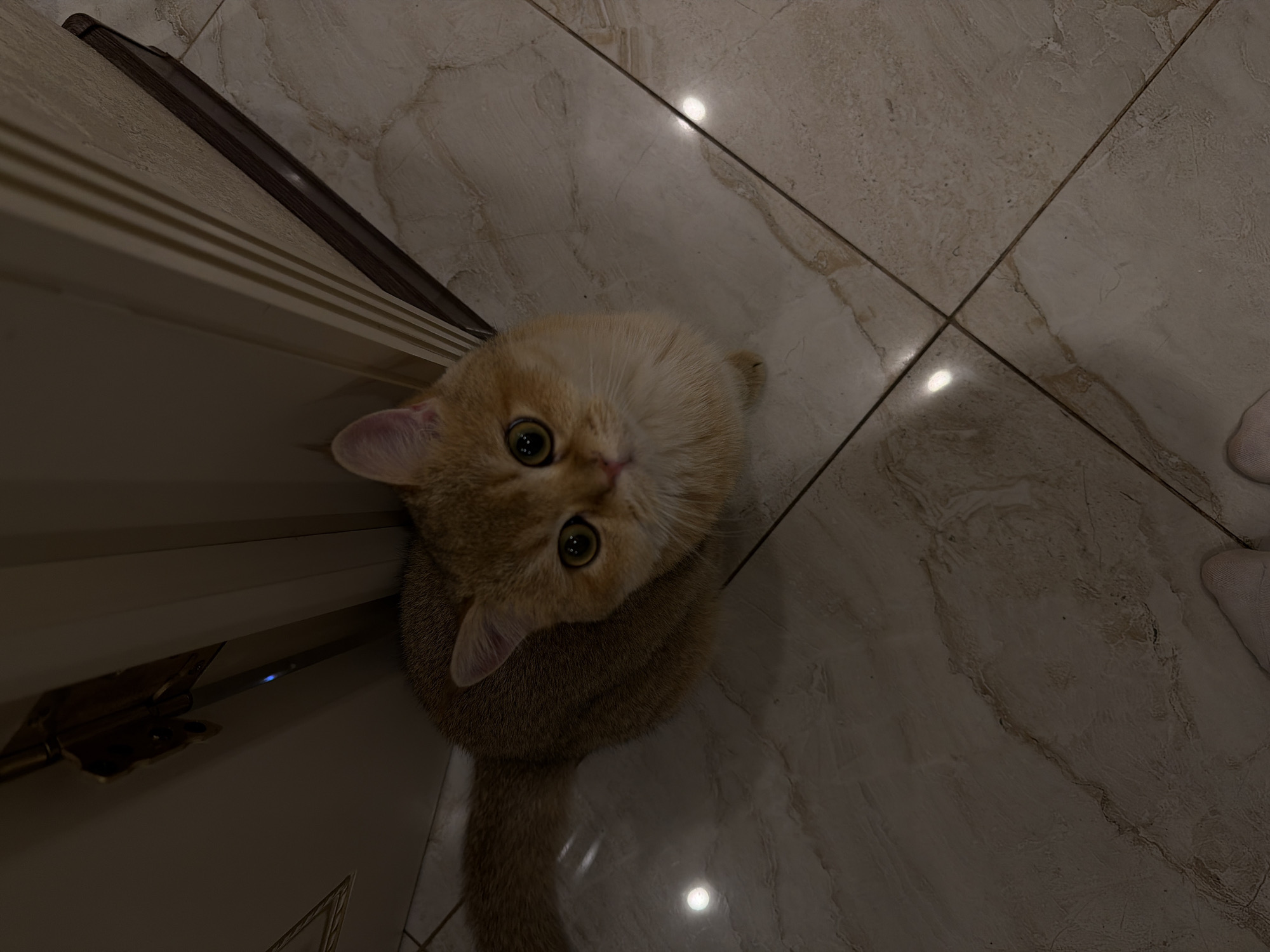 A close-up, high-angle shot shows a golden-colored cat sitting on a tiled floor. The cat is facing the camera with its large, round eyes looking up. Its fur is a mix of golden and cream colors, with a slightly darker tail. The floor is made of beige tiles with a marbled pattern. To the left of the cat, a portion of a door frame is visible, with a brass hinge at the top. The lighting in the scene is dim, with some areas appearing darker than others, creating shadows and highlights on the floor. The background is mostly out of focus.