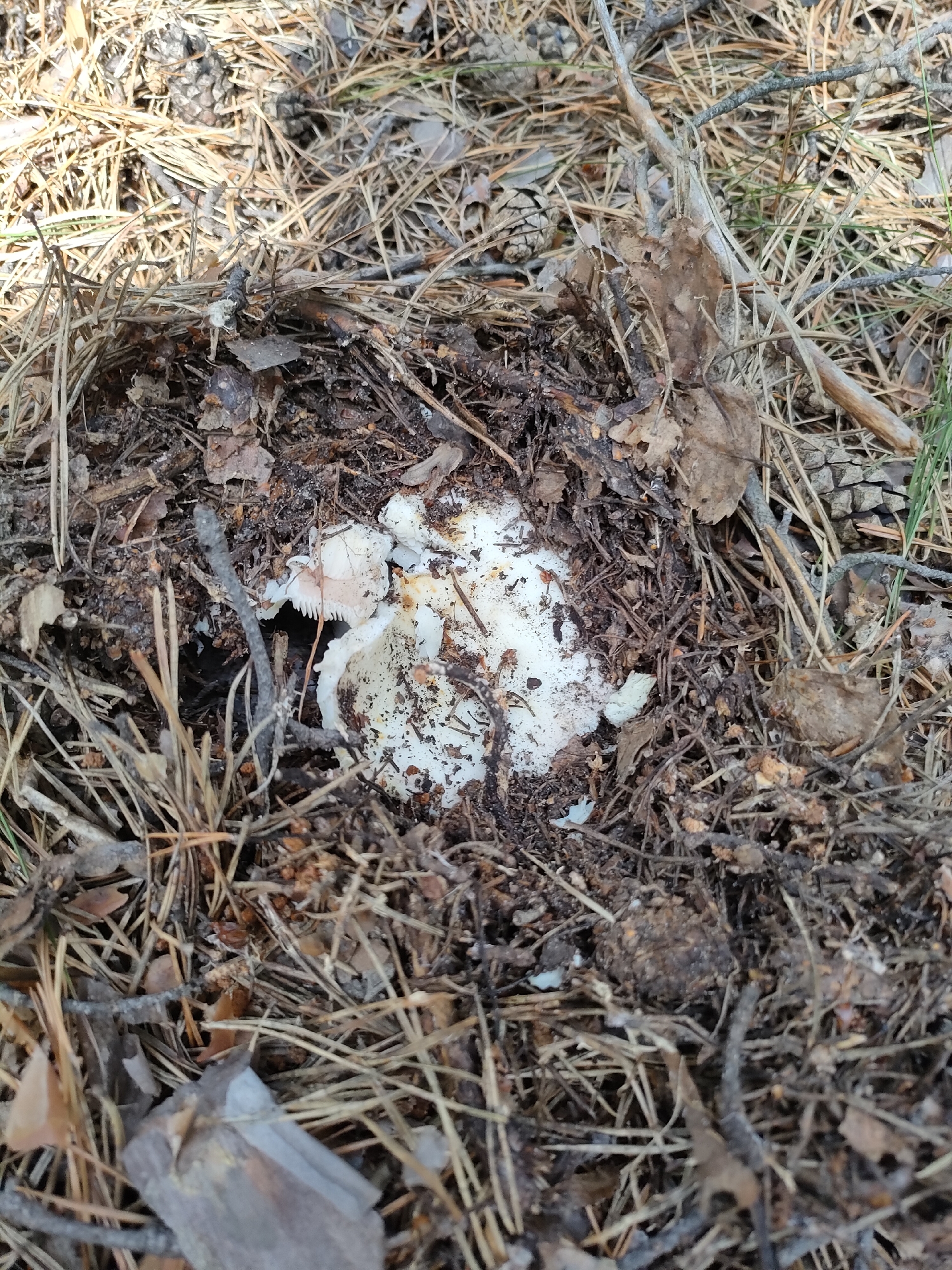A top-down, close-up shot of a partially unearthed white mushroom or fungus, with some of its delicate gills visible, nestled within a patch of dark, damp soil and surrounding pine needles. The mushroom is irregular in shape and appears to be decaying or breaking apart, with some of its white tissue appearing slightly translucent or waterlogged. The surrounding ground is covered with a dense layer of dry, brown pine needles, twigs, and small pieces of bark, indicative of a forest or wooded area. A few small, dry brown leaves are also scattered amongst the pine needles. The lighting suggests an outdoor, possibly shaded environment. The scene is located in Yuzhnyy, Russia.