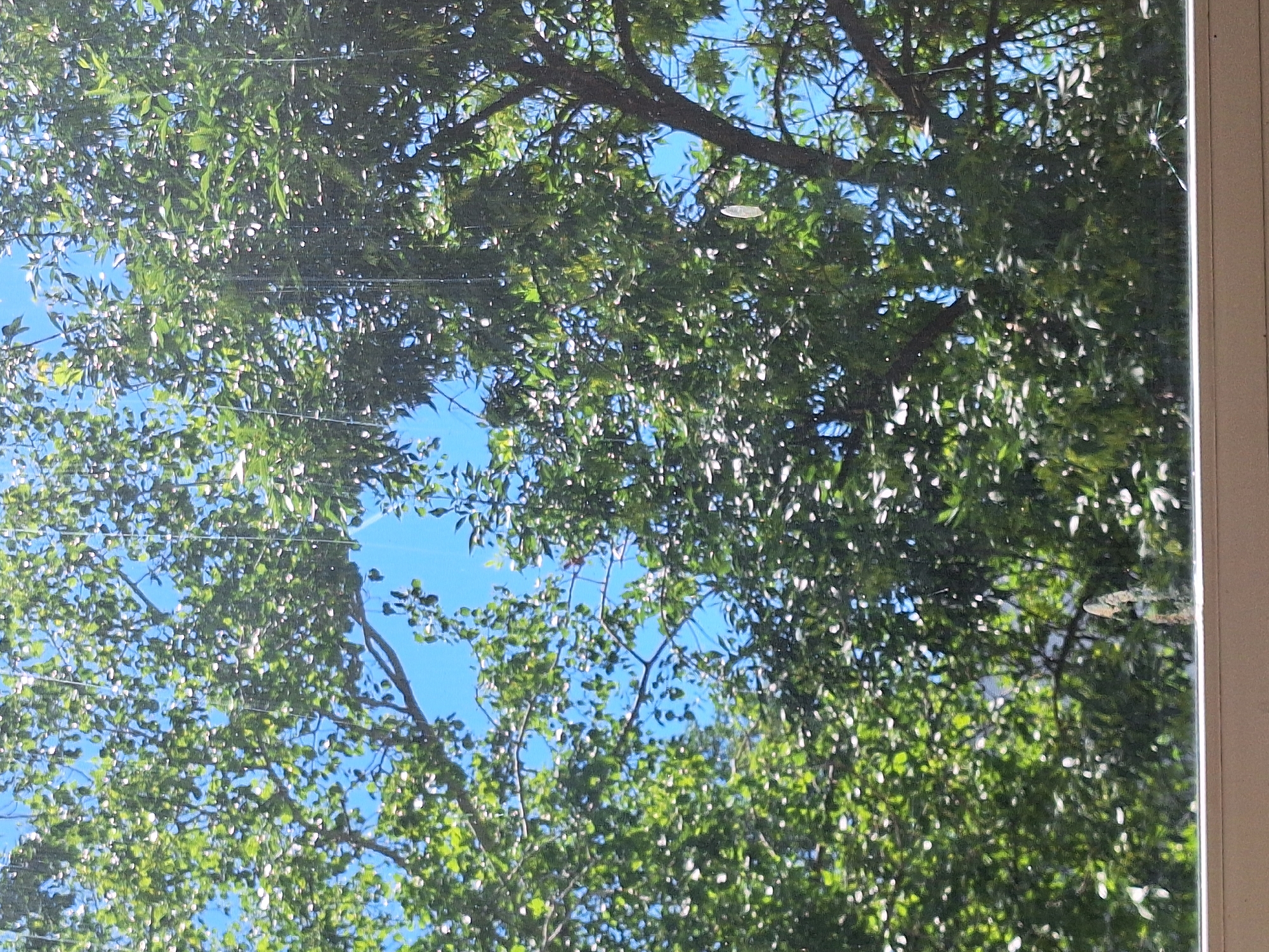 The image captures a view looking up through the branches of a deciduous tree towards a bright blue sky. The leaves are a vibrant green, and sunlight filters through them, creating dappled patterns. There are some vertical, translucent streaks visible, possibly water droplets or streaks on a windowpane through which the photo was taken. The foreground shows the top edge of a beige structure, likely a windowsill or frame, indicating an indoor perspective looking outwards. The scene is natural and suggests a sunny day.