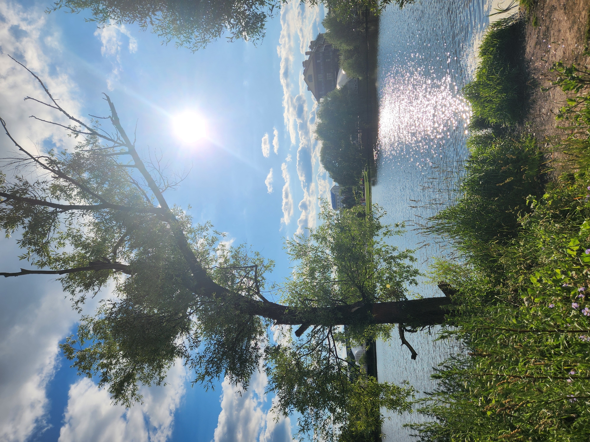 In Yudino, Russia, a tranquil scene unfolds by a sun-dappled lake. A lone willow tree, its branches reaching towards the bright sky, stands prominently in the foreground, its leaves rustling in a gentle breeze. The sun's rays pierce through the tree's canopy, creating a shimmering effect on the water's surface. Lush green vegetation lines the lake's edge, with patches of wildflowers adding a touch of color. Across the lake, buildings and more trees dot the landscape, suggesting a suburban or park-like environment. The sky is a vivid blue, dotted with fluffy white clouds, indicating a clear, sunny day.