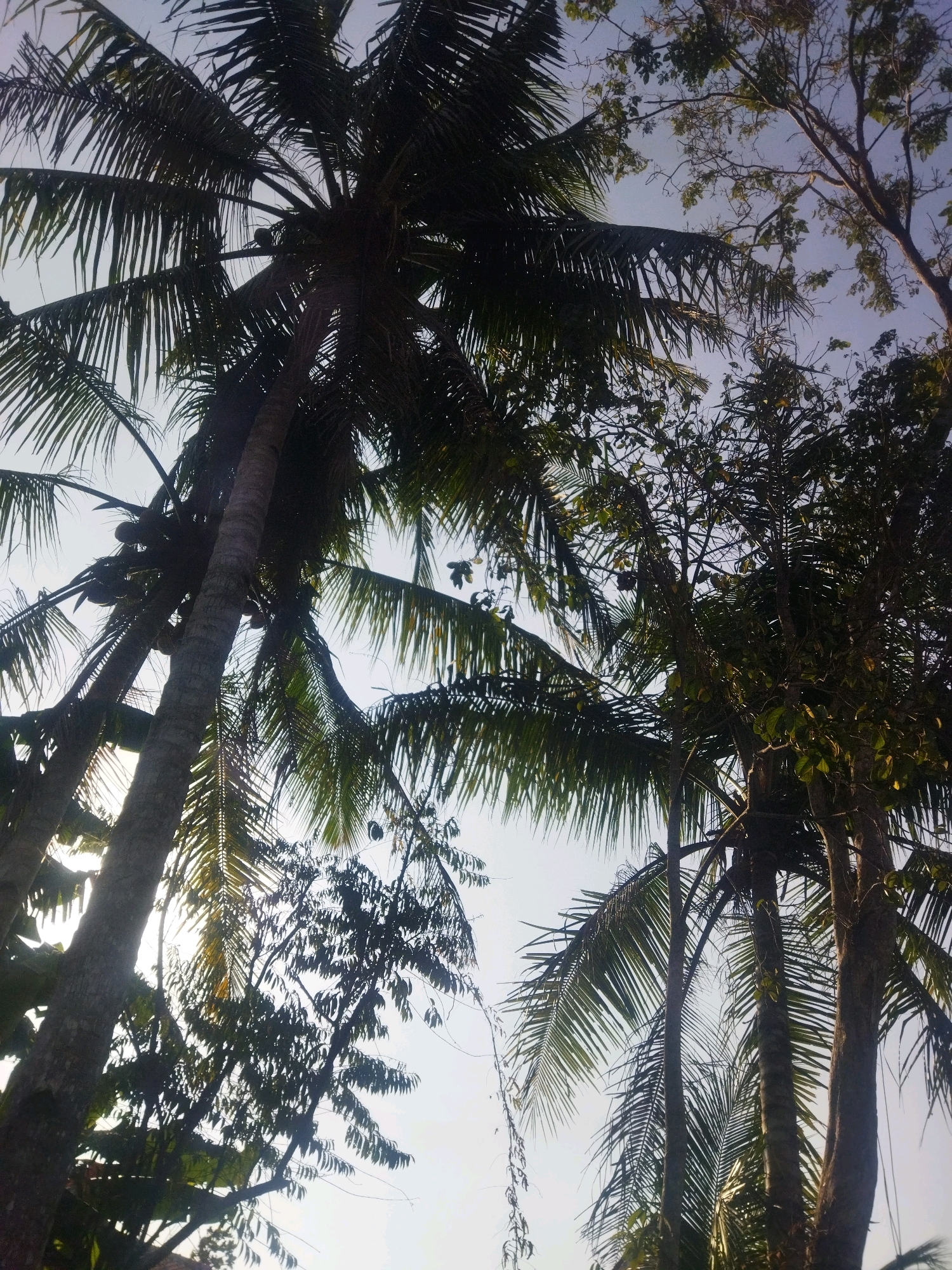 The image shows a cluster of palm trees against a light blue sky. The trees are tall and slender with fronds extending outwards. The fronds are a dark green color and appear to be dense, creating a canopy effect. Sunlight filters through the fronds, creating a dappled lighting effect on the trees. In the distance, there are other trees with more sparse foliage, and some branches with leaves are visible. There are also some dark round objects hanging from one of the palm trees, which appear to be coconuts. The scene is a natural outdoor environment, likely a tropical or subtropical region. The image does not contain any people or specific identifiable structures, making it difficult to pinpoint a precise location beyond the general context of palm trees and vegetation.
