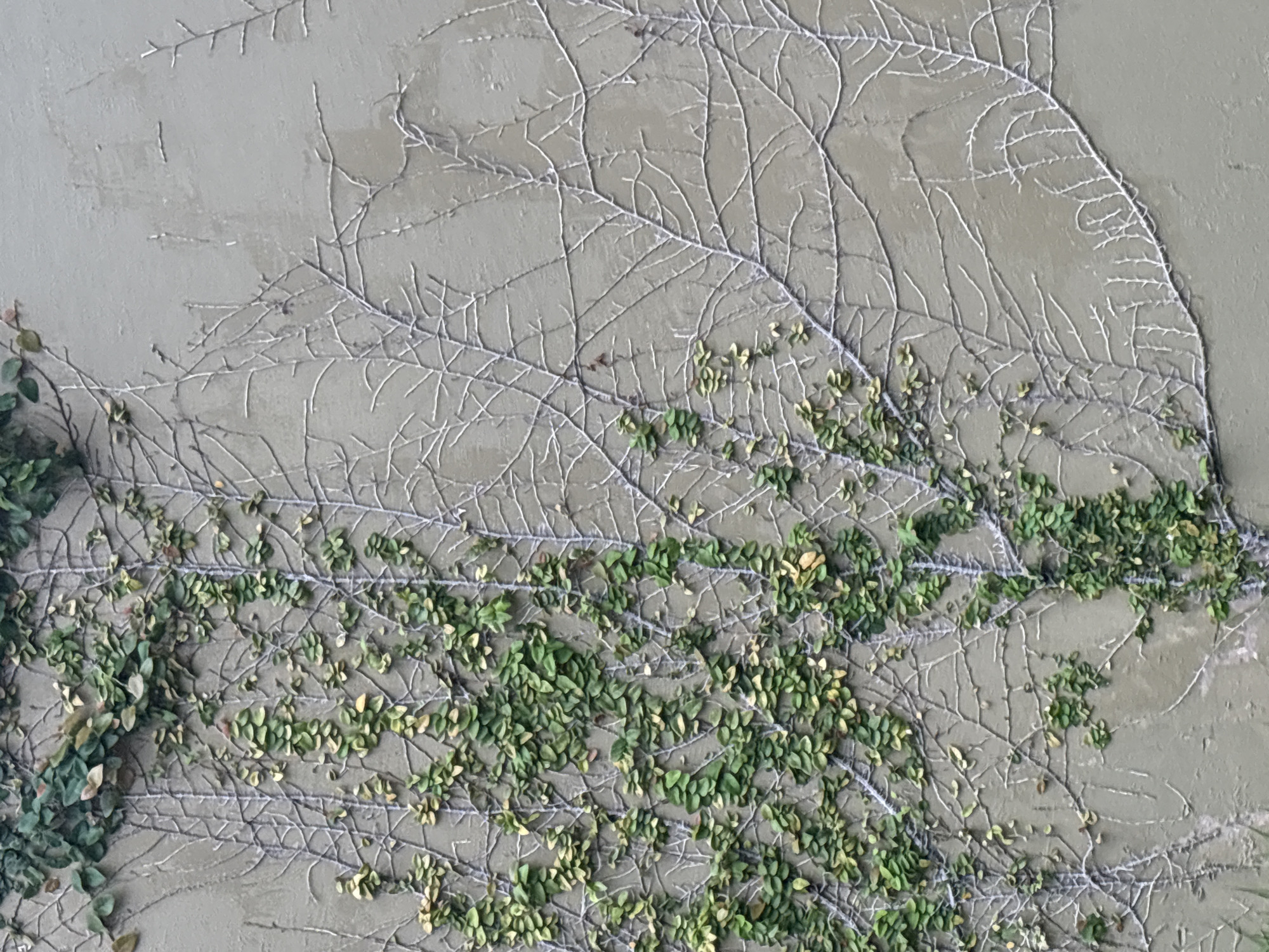 A textured wall with creeping fig (Ficus pumila) clinging to it. The wall is light gray. The creeping fig is green with small, oval leaves. There are numerous dried vines from previous growth patterns. The location is Karon, Thailand.