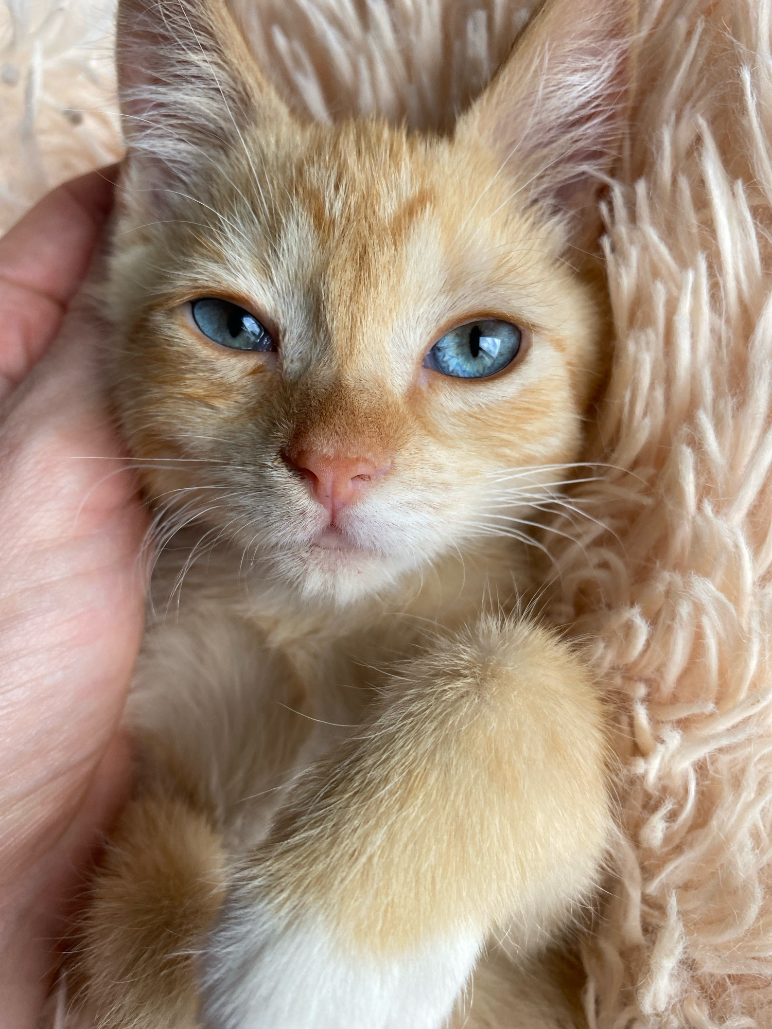 A close-up, overhead shot shows a young, orange and white tabby kitten with bright blue eyes nestled in a soft, cream-colored, fuzzy blanket. A human hand gently strokes the kitten's head, with the fingers visible on the left side of the frame. The kitten's paws are crossed over its chest. The background consists entirely of the fuzzy blanket. The scene is indoors, with natural lighting. There is no indication of the kitten's location within Zhlobin, Belarus.