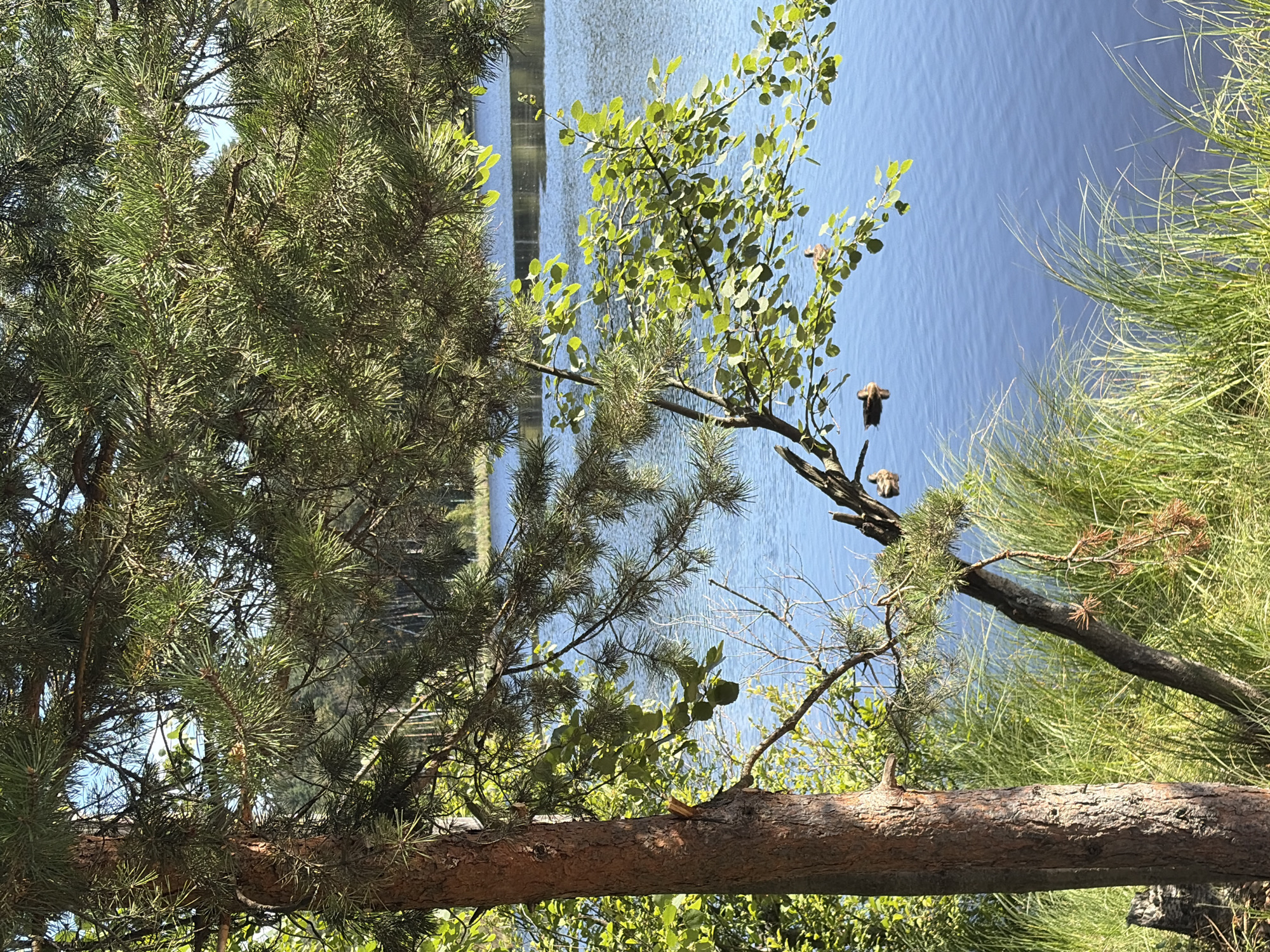 This is a photograph of a serene lake scene in Suoranda, Russia. The foreground is dominated by the thick trunk of a pine tree on the left, with its branches and needles extending across the top of the frame, dappled in sunlight. To the right of the pine, tall green grasses grow along the water's edge. Beyond the vegetation, a calm, blue lake stretches into the distance, reflecting the clear sky. Three ducks are visible swimming on the surface of the water, two further from the shore and one closer. The environment suggests a natural, peaceful setting on a sunny day.