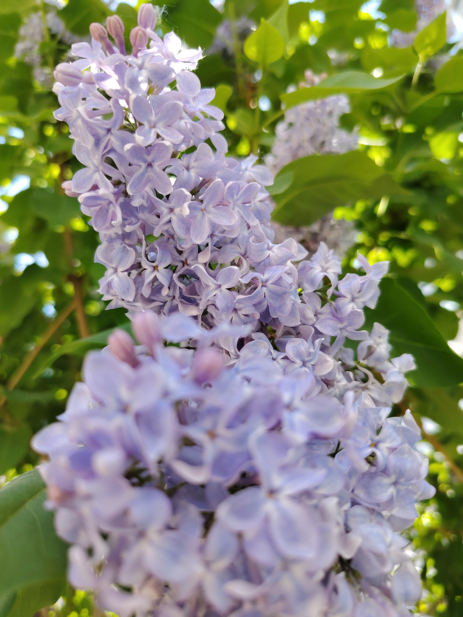The image depicts a close-up view of lilac flowers in bloom, with green leaves visible in the background. The lilac flowers are a pale purple color. The location is potentially Chaikovsky, Russia, though no explicit elements verify this. The focus is mainly on the flowers, their texture, and the surrounding foliage. No people or animals are present in the shot.