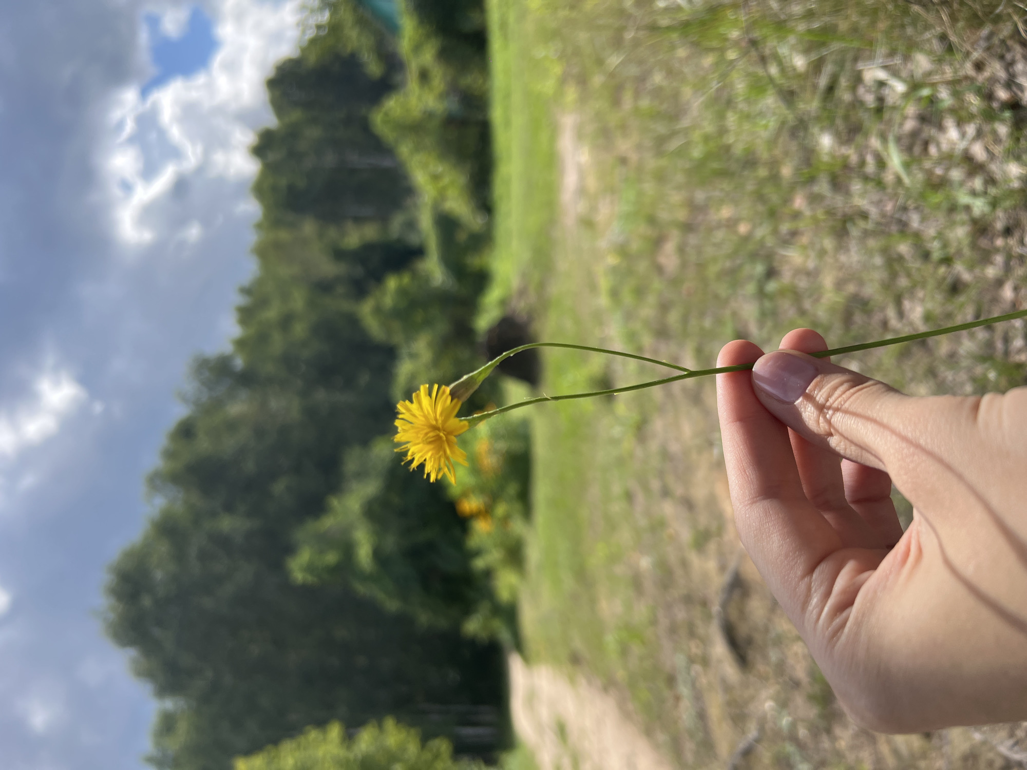 A hand holding a yellow wild flower is in the foreground of the image. The background shows a dirt path and a field of grass, with trees and a cloudy sky beyond. The location is Strakhovo (Sitnikovskii S/S), Russia.