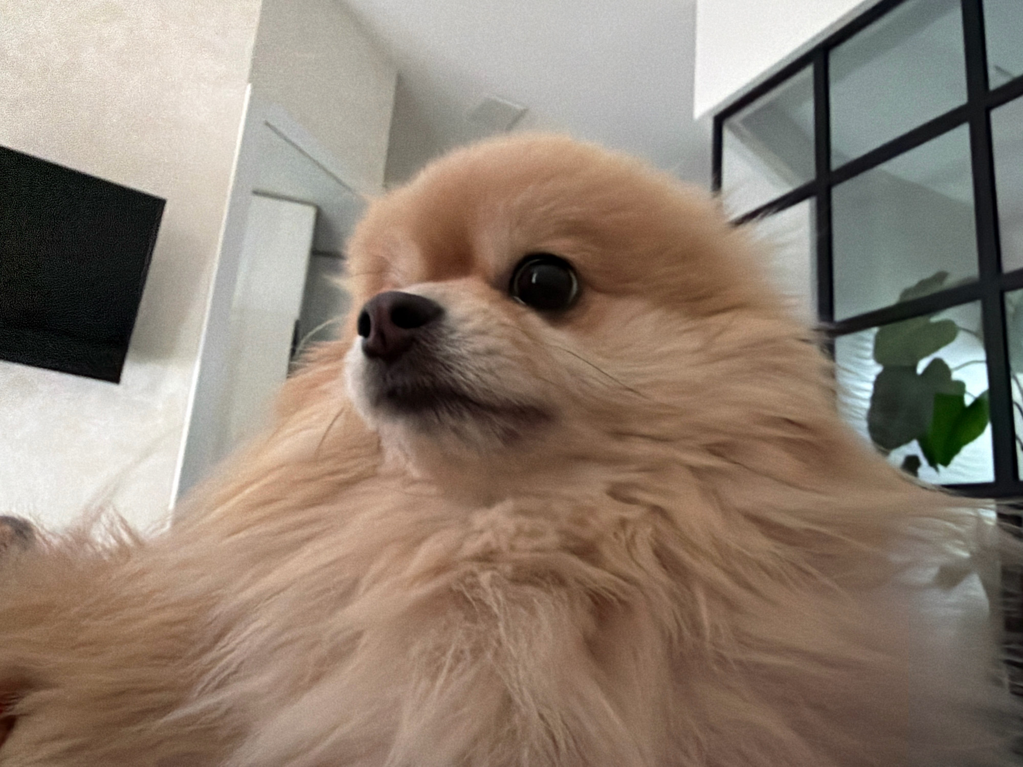 The image shows a close-up of a Pomeranian dog indoors. The dog is light brown and fluffy, with dark eyes and a black nose. It is positioned in the foreground, with its head turned to the left, looking slightly away from the camera. The background is out of focus, but appears to be a modern interior with white walls and some furniture, including what looks like a black framed window with plants visible through it. There is also a black rectangular object, possibly a television, mounted on the wall on the left side of the image. The lighting is soft and diffused, suggesting an indoor setting. There is no indication of the specific location being Tbilisi, Georgia.