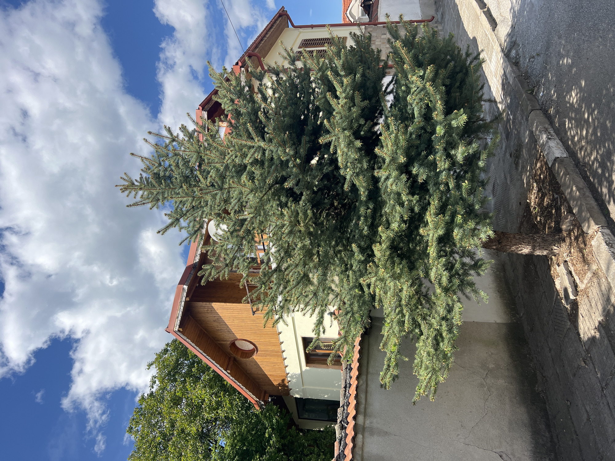 A medium-sized, well-manicured evergreen tree stands prominently in front of a two-story building. The building has a combination of light-colored stucco walls and sections with wood paneling, topped with a red tile roof. A satellite dish is visible on the roof. To the left, another tree with green foliage extends into the frame. The background features a blue sky with scattered white clouds. The tree is situated next to a sidewalk, which is lined with a curb. The scene is in Zelenikovo, Bulgaria.