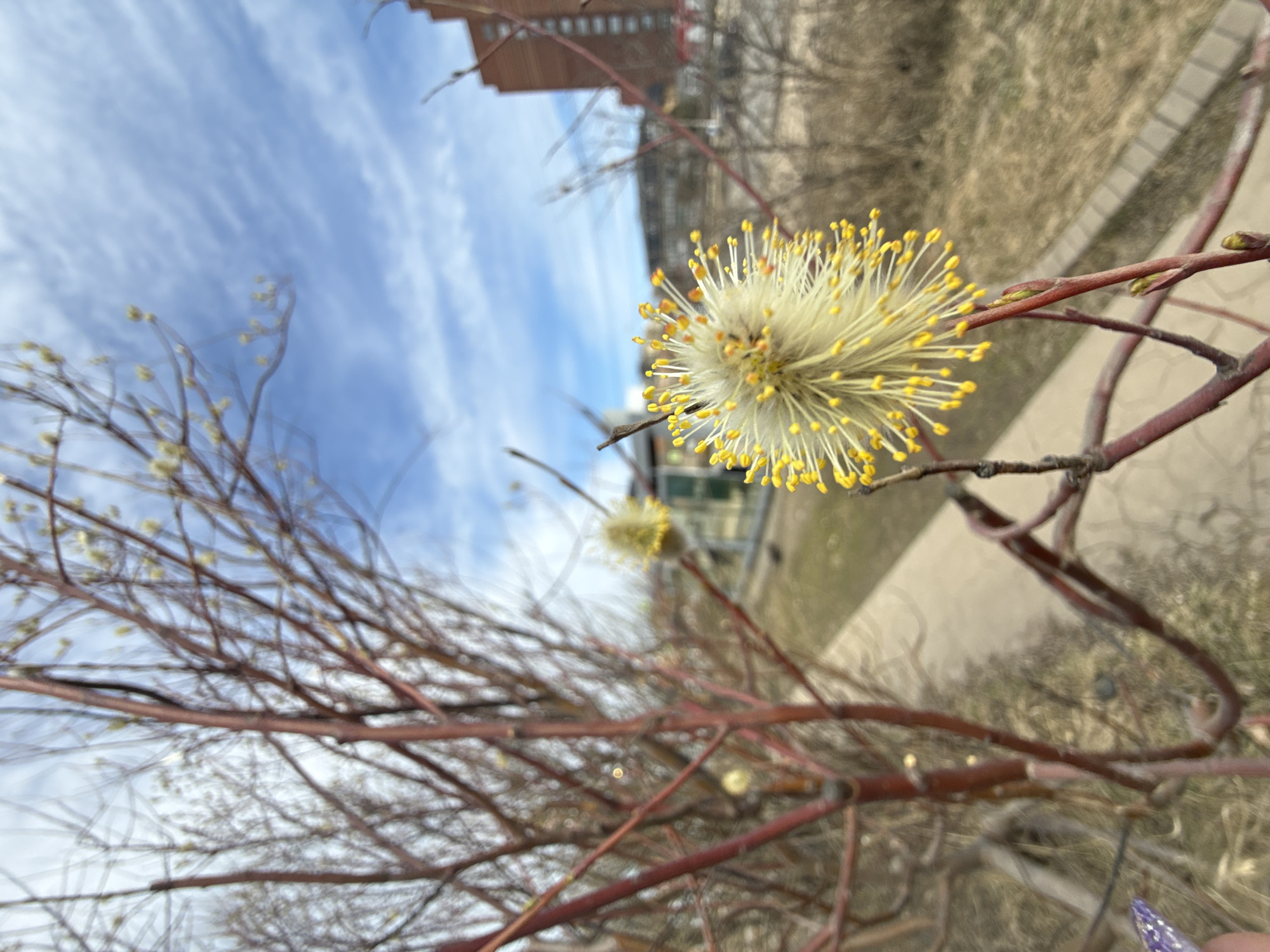 The image displays a close-up, high-angle view of a cream-colored willow catkin with numerous prominent yellow stamens, indicative of early spring in Dmitrov, Russia. The catkin is attached to a slender, reddish-brown branch, with several smaller green buds present on the same branch. A finger with a purple, glitter-patterned nail is partially visible in the bottom-left corner, positioned near a branch. The mid-ground, blurred, features additional bare reddish-brown branches and a light-colored paved pathway extending diagonally from the lower-left toward the center-right. Dry, light brown ground vegetation flanks the pathway. The far background, heavily blurred, reveals a clear blue sky with scattered white cirrus clouds, a multi-story building with reddish-brown brick walls on the right, and other indistinct structures and bare trees, suggesting an urban or suburban environment.