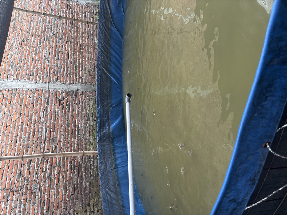 The image captures an outdoor scene featuring a water-filled pond or pool situated alongside a brick wall. The perspective is from above, looking down and across the setup.
On the left side of the frame, a textured brick wall extends vertically. The wall is constructed from reddish-brown bricks with visible mortar lines, appearing somewhat rustic or unfinished. Two prominent horizontal bands of concrete or plaster divide the brickwork at different heights. Against this wall, two thin, light-colored horizontal bars, possibly made of wood or bamboo, are visible.
The central and right portions of the image are dominated by a body of water contained within a structure lined with a dark blue tarp. This tarp forms the visible edge of the pond or pool. The water itself is a murky, greenish-brown color, and its surface is disturbed by ripples and reflections, indicating bright overhead lighting, likely sunlight. Numerous small bubbles are visible on the water's surface, suggesting aeration or some other activity beneath. A white PVC pipe extends from the lower central part of the frame into the water, with its end visible just above the water level, angled slightly. On the far right edge of the image, a dark blue or black netting or tarp with visible white cords is partially seen, possibly covering or enclosing another part of the structure.
The overall impression is that of a functional, possibly agricultural or industrial, water containment system, such as a fish pond or aquaculture setup, located in an outdoor environment. No text is visible in the image.
