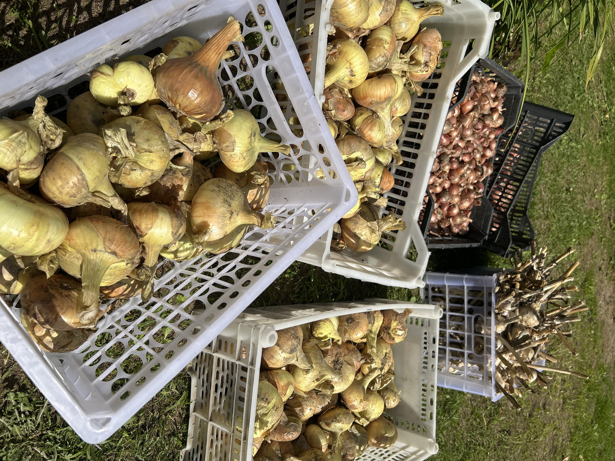 In Kalitsino, Russia, a collection of onions and garlic have been harvested and placed in crates on a grassy area. There are four crates visible. Two are black plastic crates filled with small, red onions. Another is a white plastic crate containing a bundle of dried garlic stalks. Two white plastic crates are filled with larger, yellow and brown onions. The crates are arranged on the ground, which is covered in grass and scattered with fallen leaves. The scene appears to be outdoors, possibly in a garden or farm setting, under natural lighting.