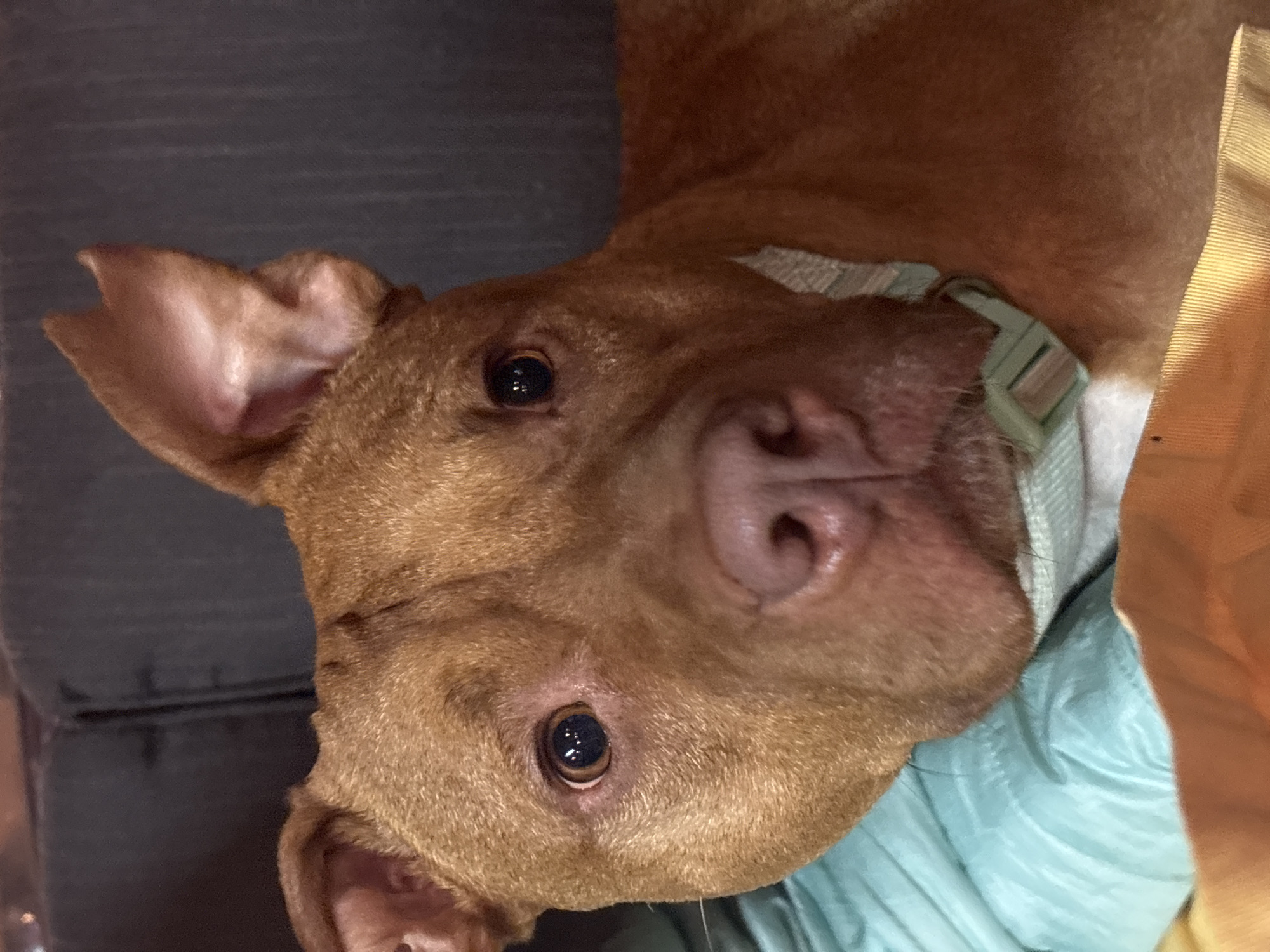 A close-up, rotated portrait of a brown dog with a light green collar. The dog's nose is pink and prominent in the center of the image. The background includes a dark gray fabric on the left and a light blue and light yellow fabric on the right. The location in the city of Lom, Bulgaria is not evident from the image.
