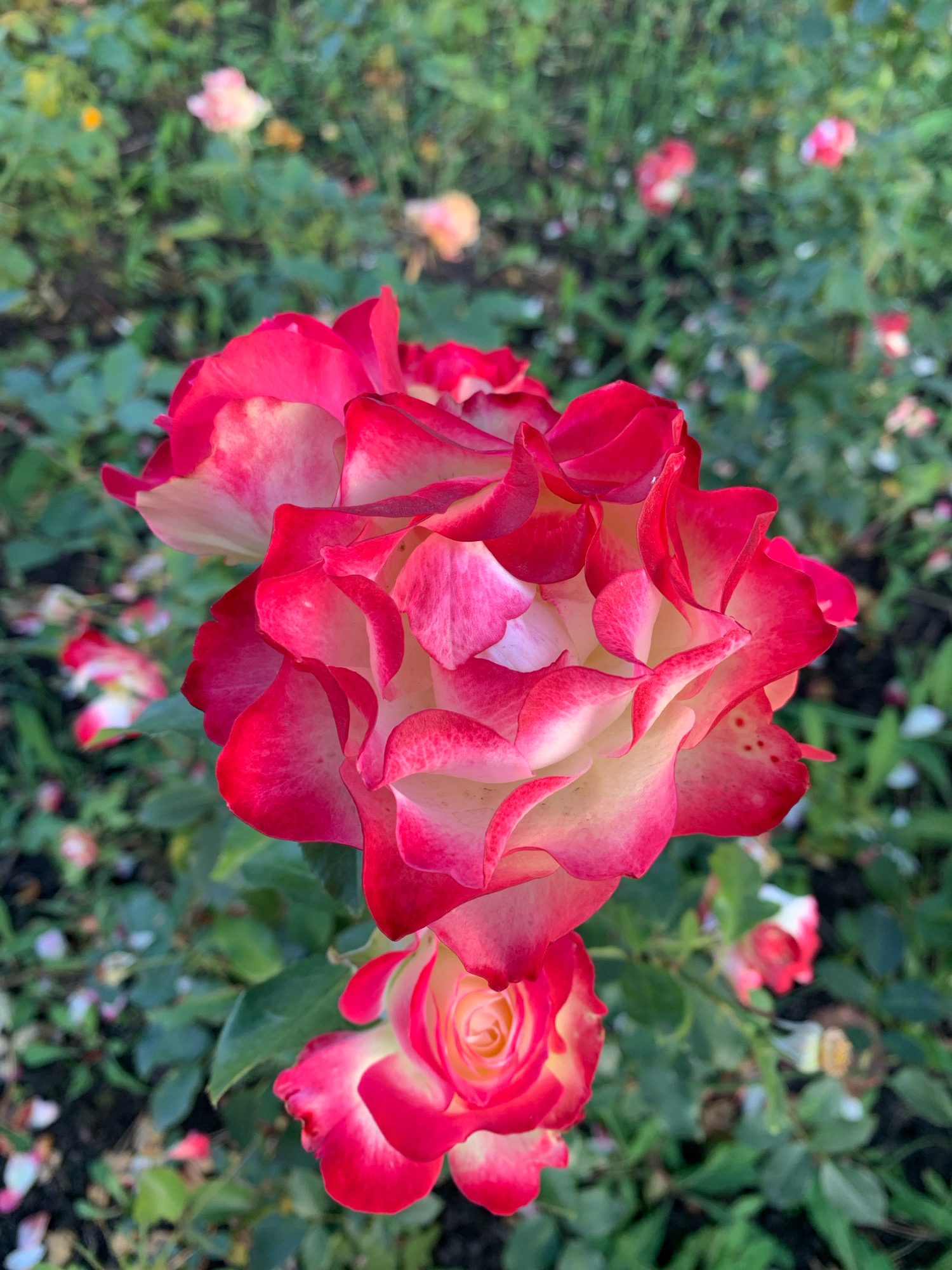 The image shows a close-up of two bi-colored roses, red with white centers, in a garden. The larger rose is in the foreground and is in focus, showcasing its ruffled petals. The smaller rose is positioned below and slightly behind the larger one, also with visible petals. The background is a blur of green foliage and other out-of-focus roses and petals, suggesting a garden setting. The lighting appears natural, possibly from daylight. There are no people or any indications of Prokopyevsk, Russia, or any specific urban environment.
