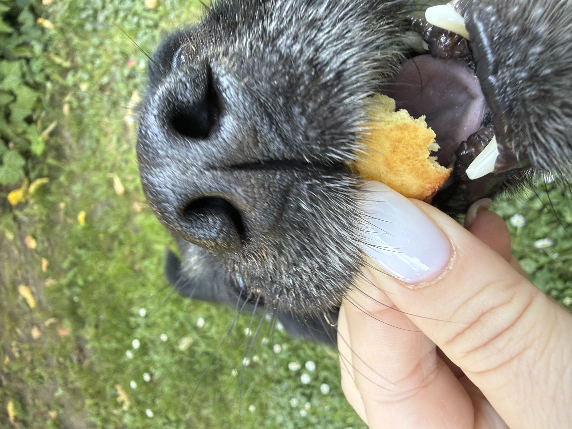 An extreme close-up, eye-level shot captures a black dog being fed a piece of yellow cake by a person's hand. The dog's snout and open mouth dominate the frame, with its dark fur detailed and its sharp teeth visible. The person's hand, with a pale, manicured fingernail, is positioned to hold the cake. The background consists of out-of-focus green grass with scattered white flowers, suggesting an outdoor setting.