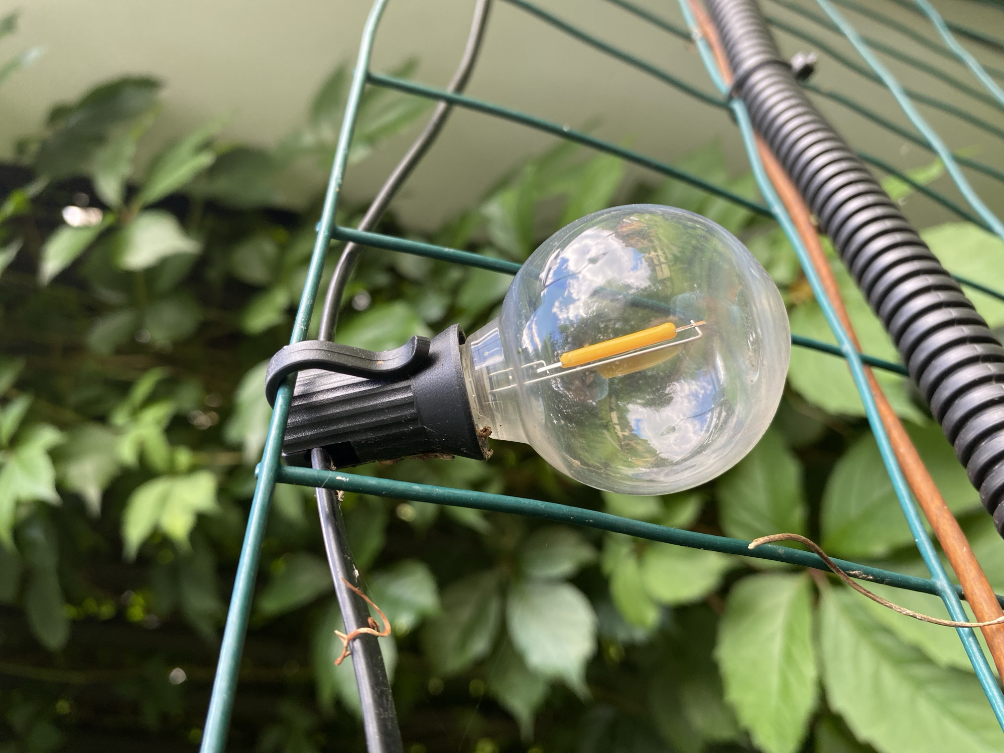 A clear, spherical light bulb with a visible orange filament is suspended from a green metal fence. The bulb reflects a cloudy sky and some buildings. The fence is situated in front of dense green foliage, likely vines or ivy, and a light brown or tan wall. A black corrugated tube runs horizontally behind the fence, secured by wire. A thin, dry vine is wrapped around a horizontal section of the fence near the light bulb. The image appears to be taken outdoors during the daytime in a semi-urban or suburban environment, possibly a garden or backyard in Зимородок Днп, Russia. There are no people or animals visible in the frame.