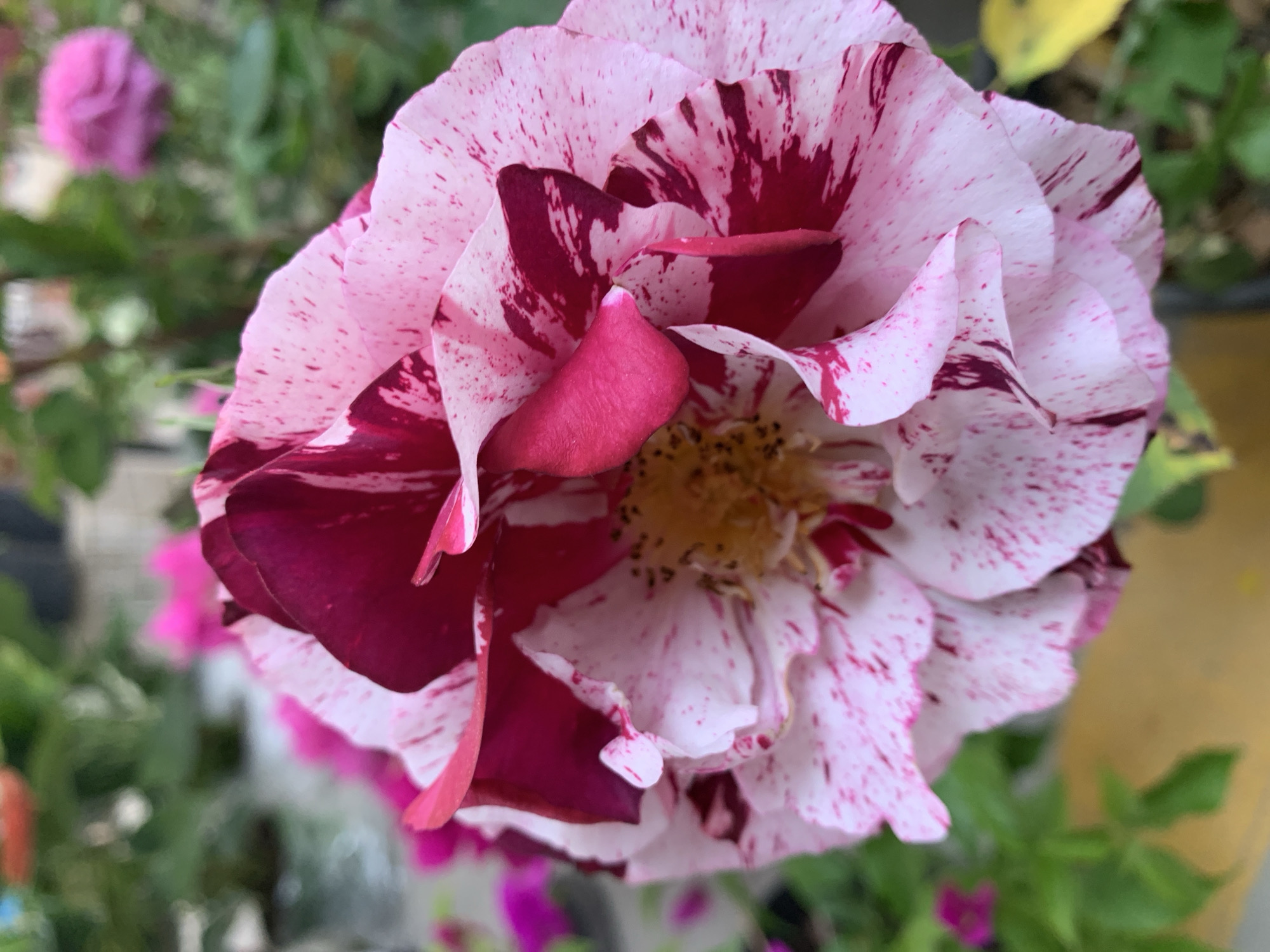 A close-up shot captures a striking variegated rose flower, centrally positioned and in sharp focus. The rose's petals display a captivating blend of white and light pink, dramatically streaked and splattered with irregular patches of deep magenta and burgundy hues. The petals show a soft, slightly ruffled texture, some gently curling inwards, revealing the flower's layered structure. In the heart of the bloom, small yellow stamens are visible.
The background is softly blurred, providing a shallow depth of field that highlights the intricate details of the rose. Out-of-focus green foliage and hints of other pink or purple flowers suggest a vibrant garden or outdoor potted plant setting. A faint yellow object is partially visible on the right side of the background. The lighting is bright and natural, indicating a daytime shot under clear conditions. The image evokes a sense of natural beauty and tranquility. There is no visible text. This scene is observed in Fethiye, Turkey.