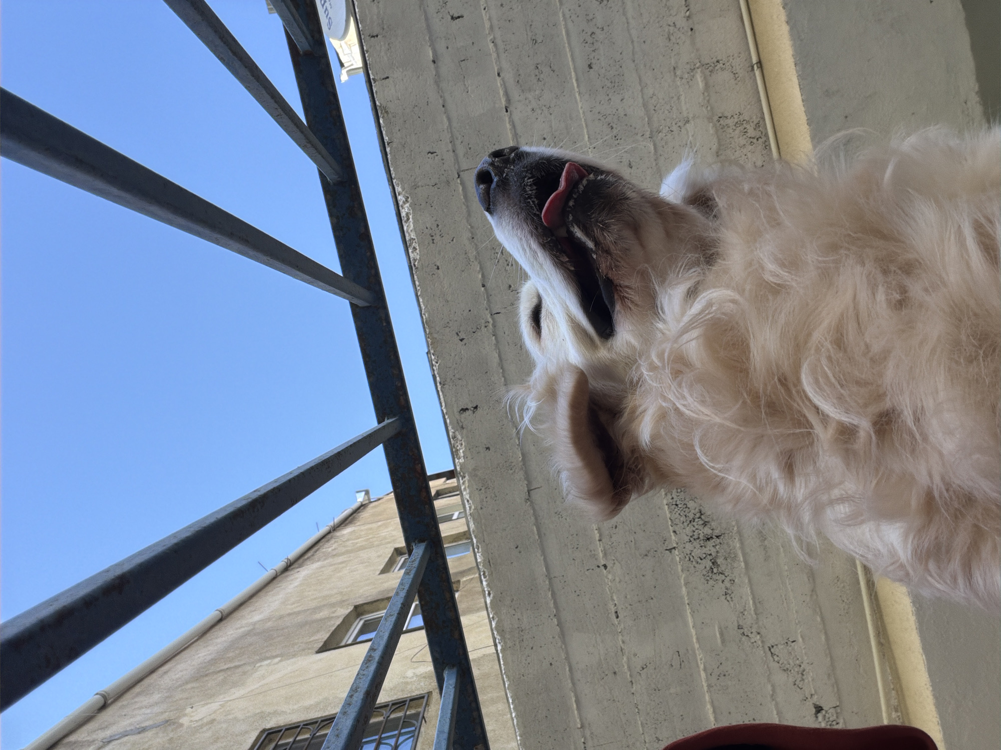 A low-angle shot depicts a light-colored, long-haired dog looking upwards and sticking its tongue out. A metal railing runs vertically on the left side, framing a clear blue sky. Behind the railing, a building with multiple windows is visible. The dog is positioned near a concrete wall. The scene is likely in Tbilisi, Georgia.